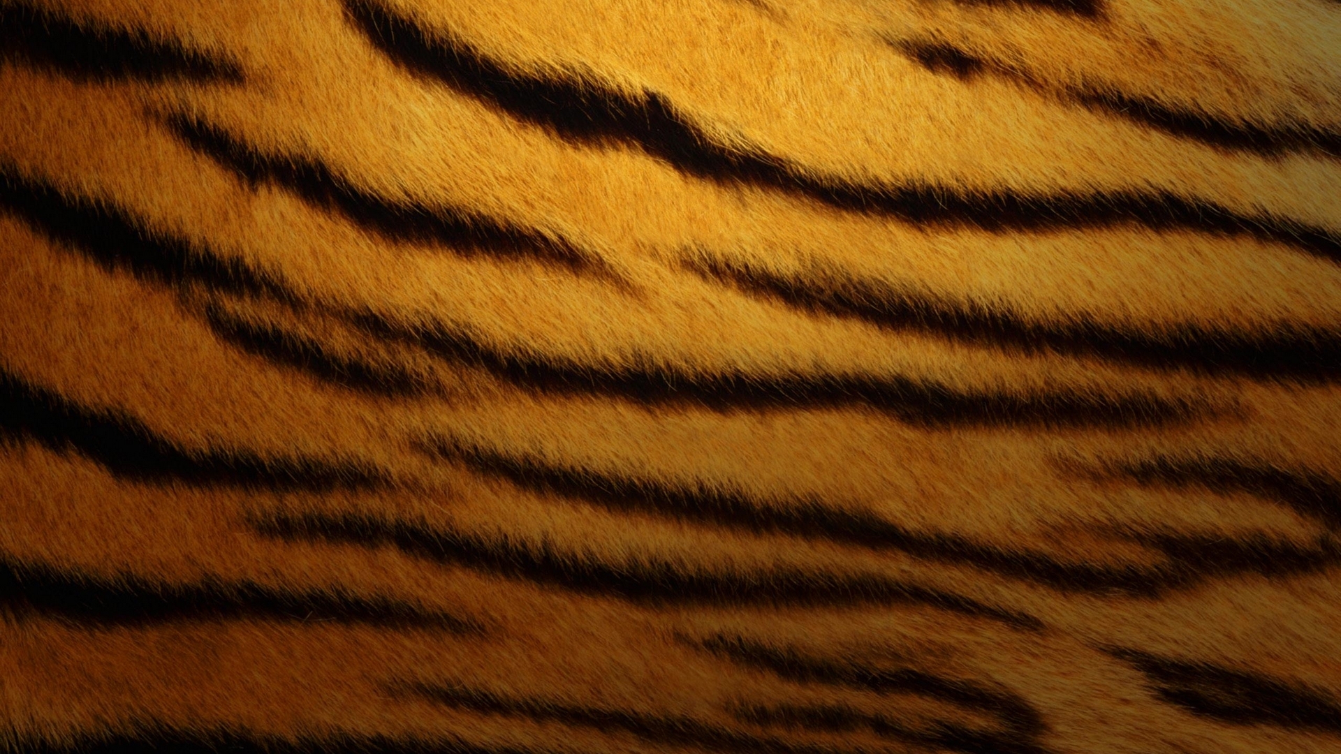 tiger, skin, fur, stripe, HD Wallpaper