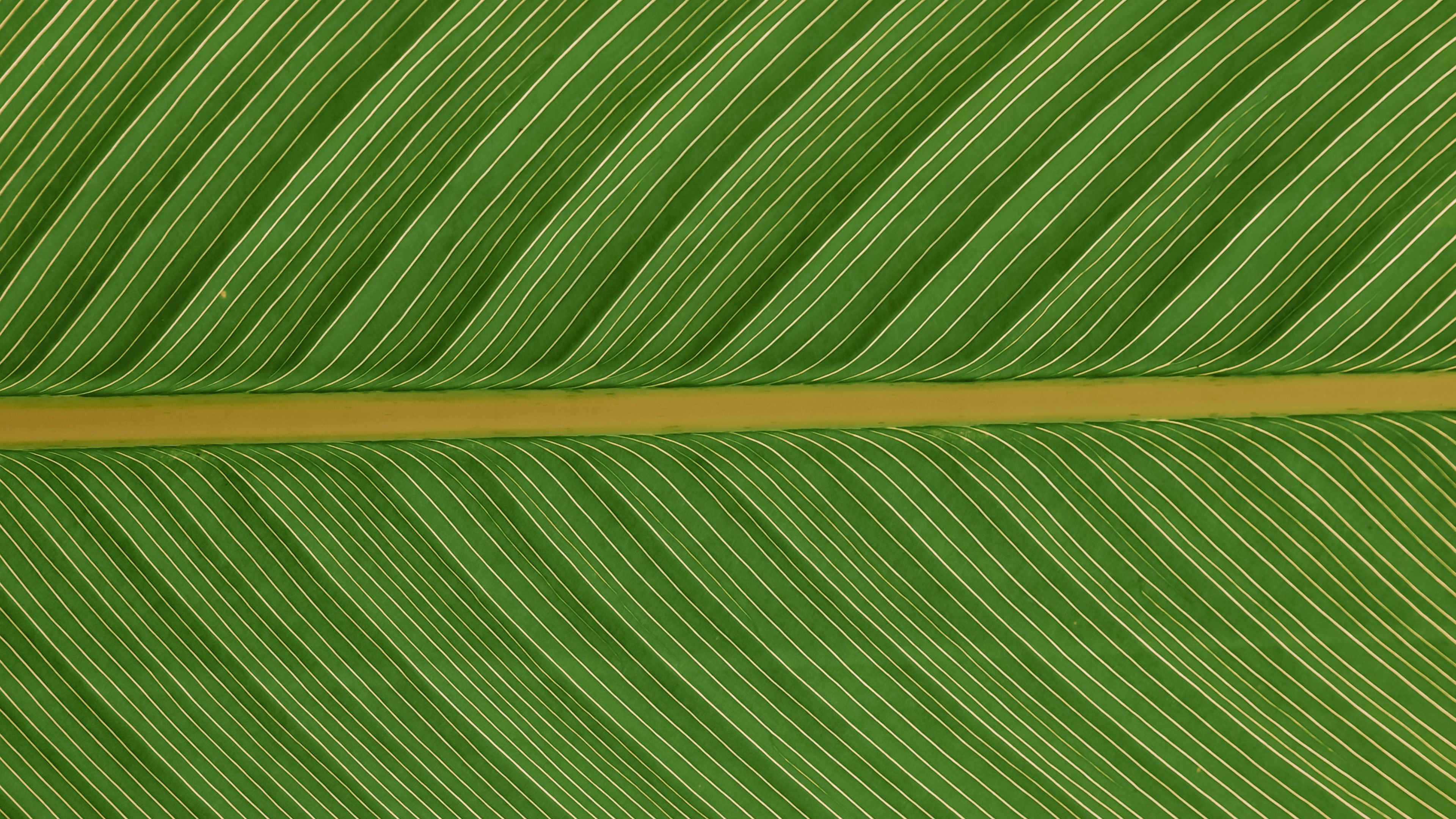 leaf, macro, plant, green, 4k, HD Wallpaper