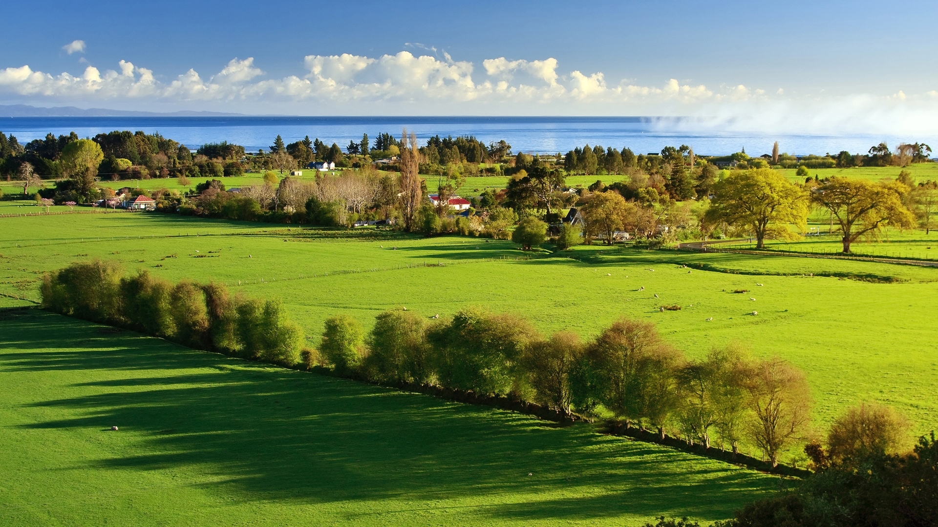 farms, livestock, fields, sea, HD Wallpaper