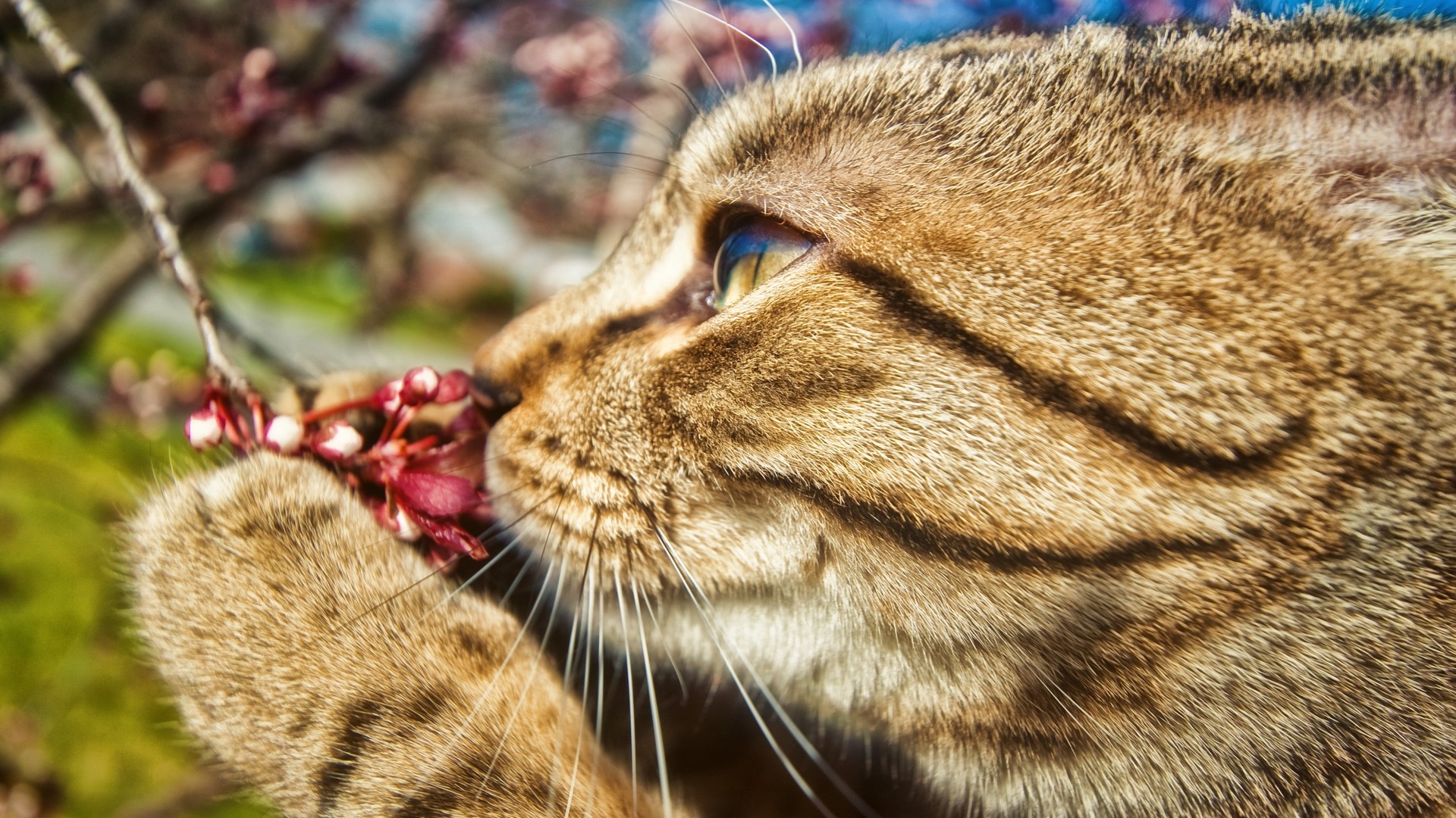 kitty, flower, nature, cat, cats, HD Wallpaper