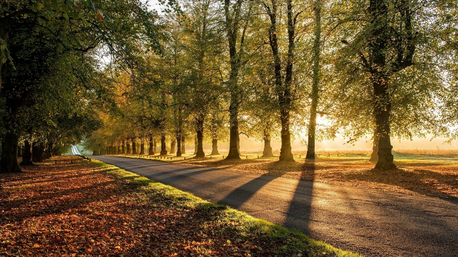 trees, alley, road, avenue, autumn, sunshine, HD Wallpaper