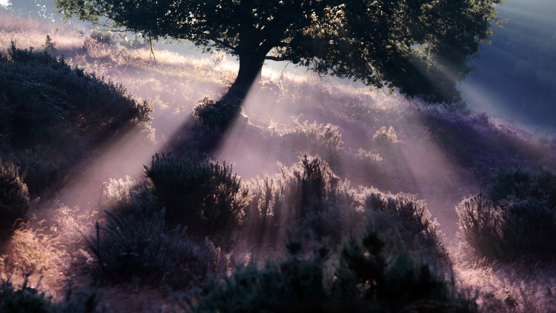 forests, trees, sunrays, nature, HD Wallpaper