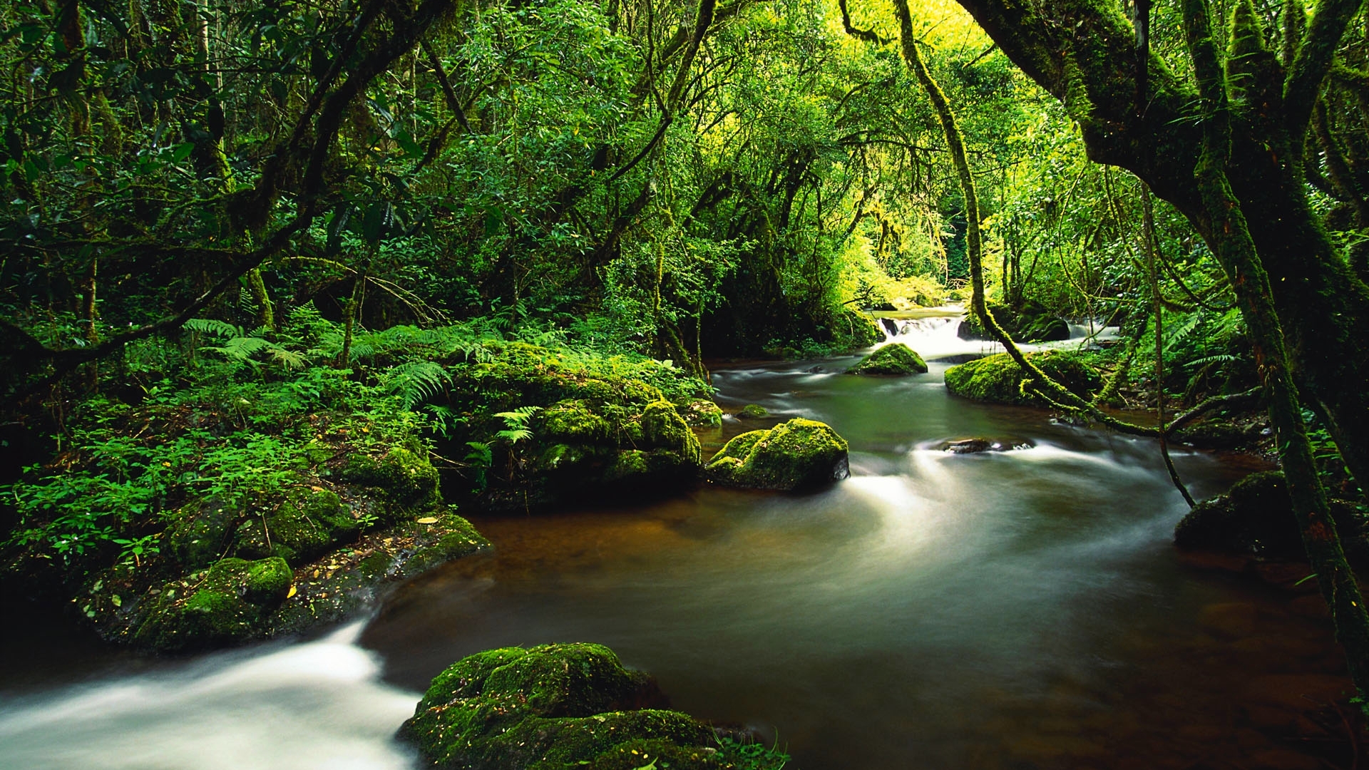 stream, forest, river, green, HD Wallpaper