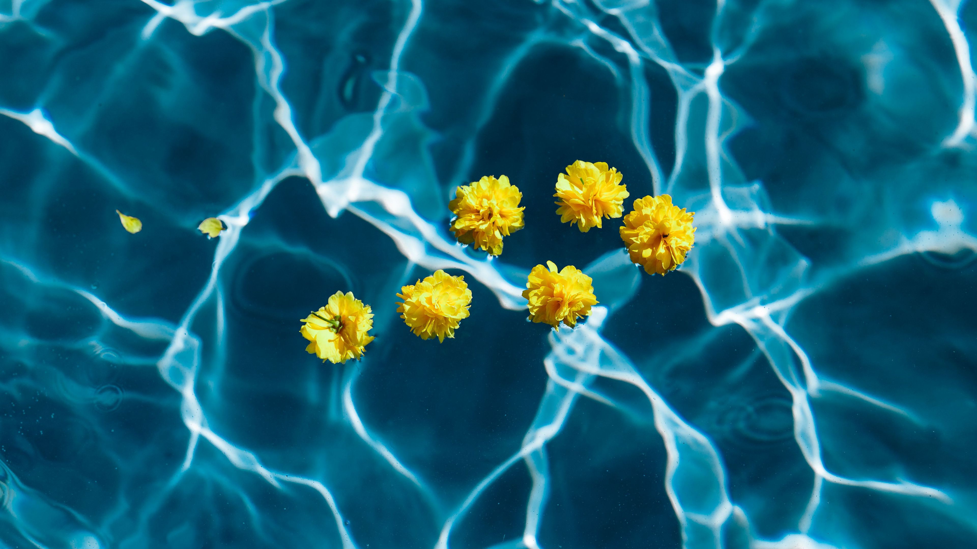 flowers, water, pool, transparent, 4k, HD Wallpaper