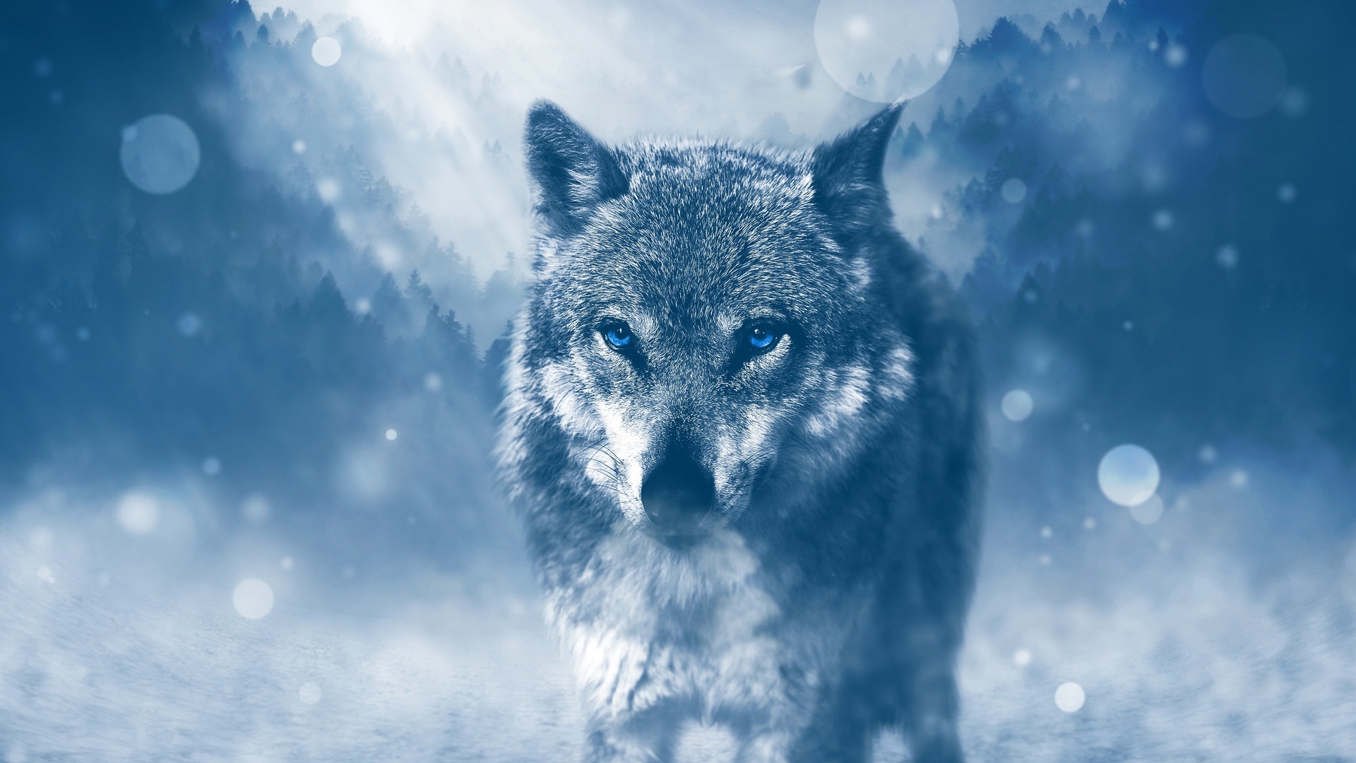 nature, wolf, animals, cold, winter, HD Wallpaper