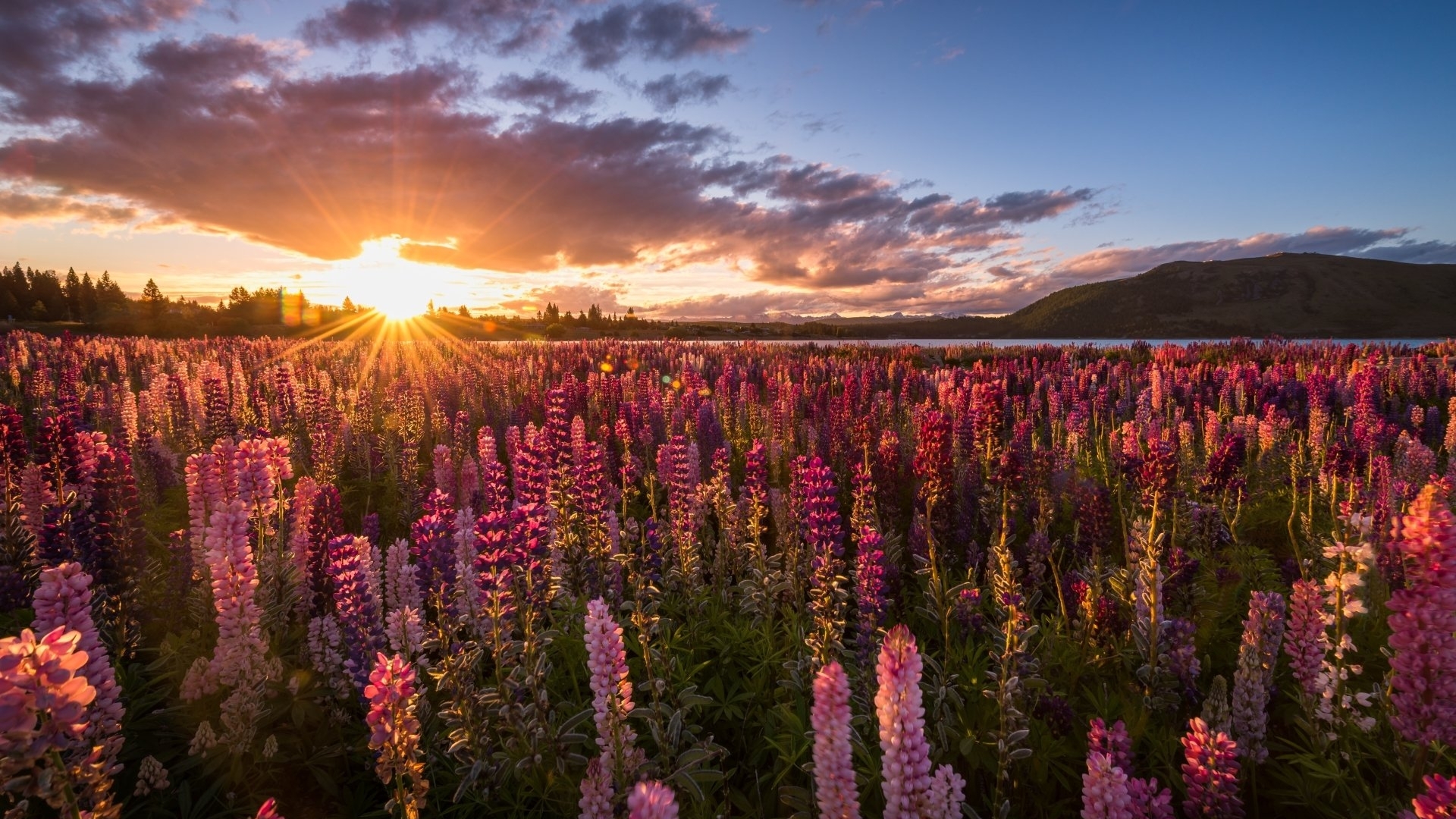 sunrises, lupines, sky, fields, flowers, nature, HD Wallpaper