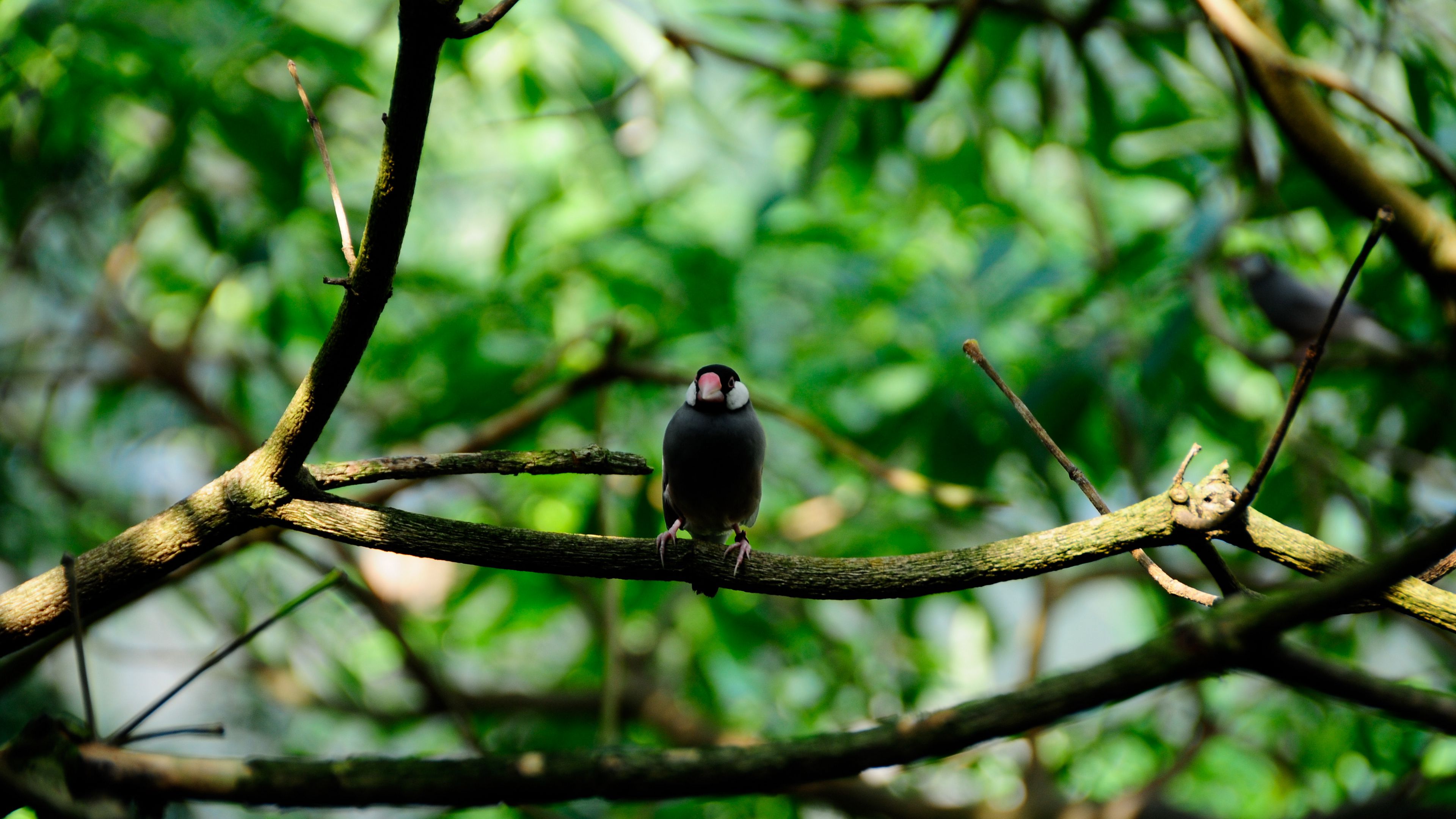 bird, twigs, blur, sits, 4k, HD Wallpaper