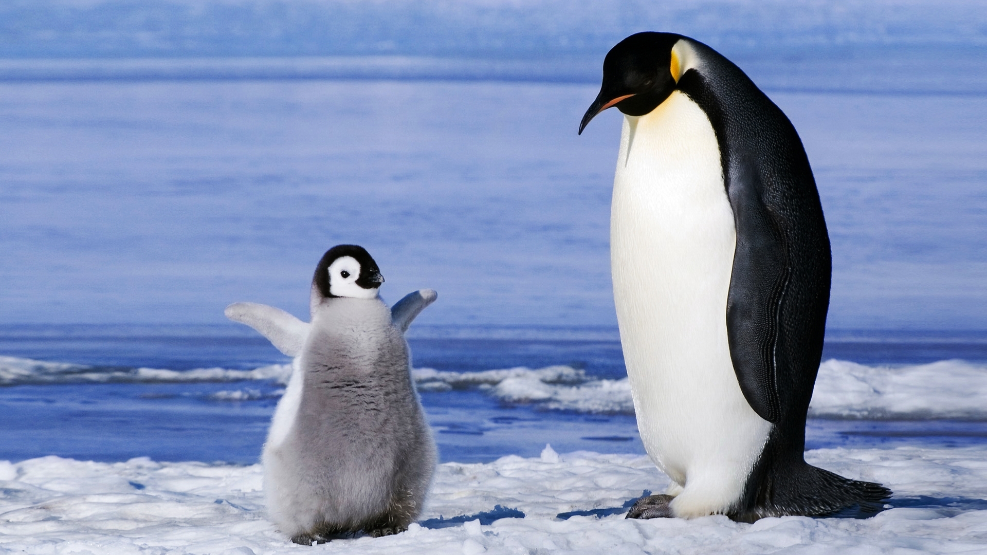 i have hunger, daddy, penguins, good picture, HD Wallpaper