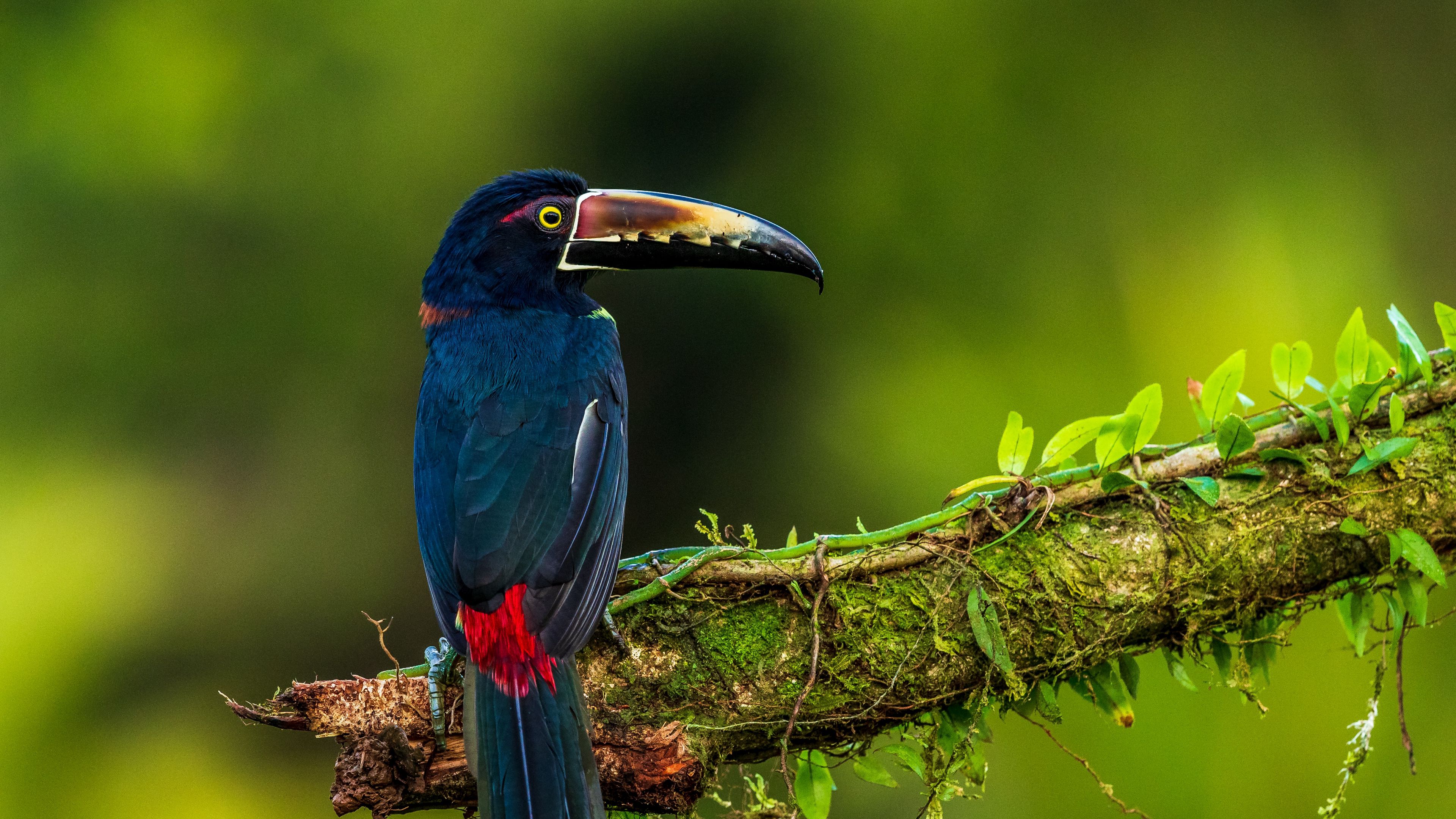 bird, colorful, feathers, 4k, HD Wallpaper