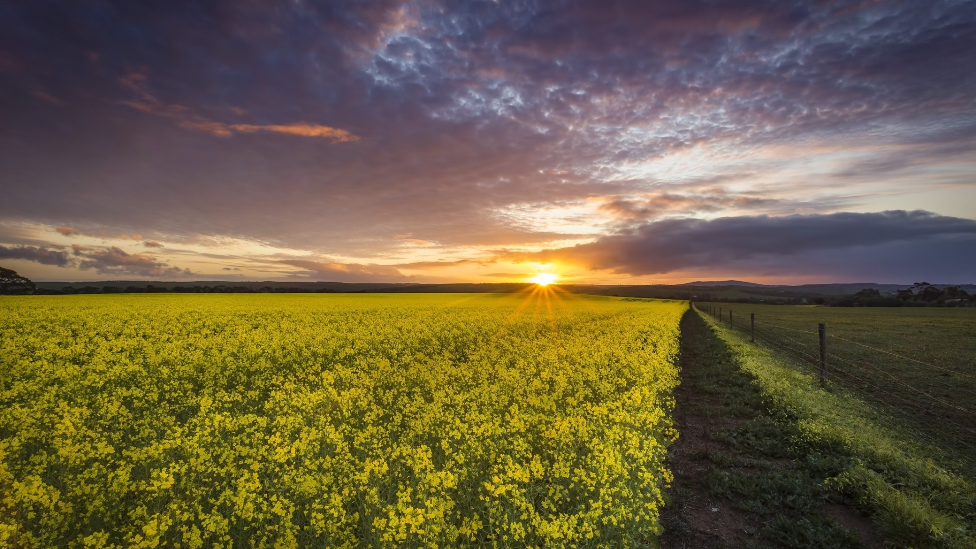 sunset, nature, field, grass, HD Wallpaper