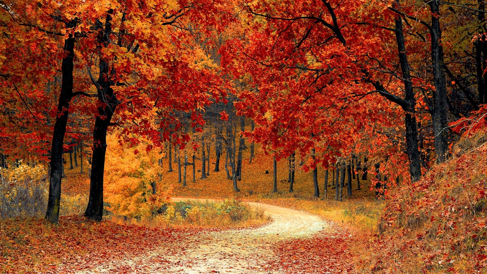 forest, red, trees, path, leaves, autumn, HD Wallpaper