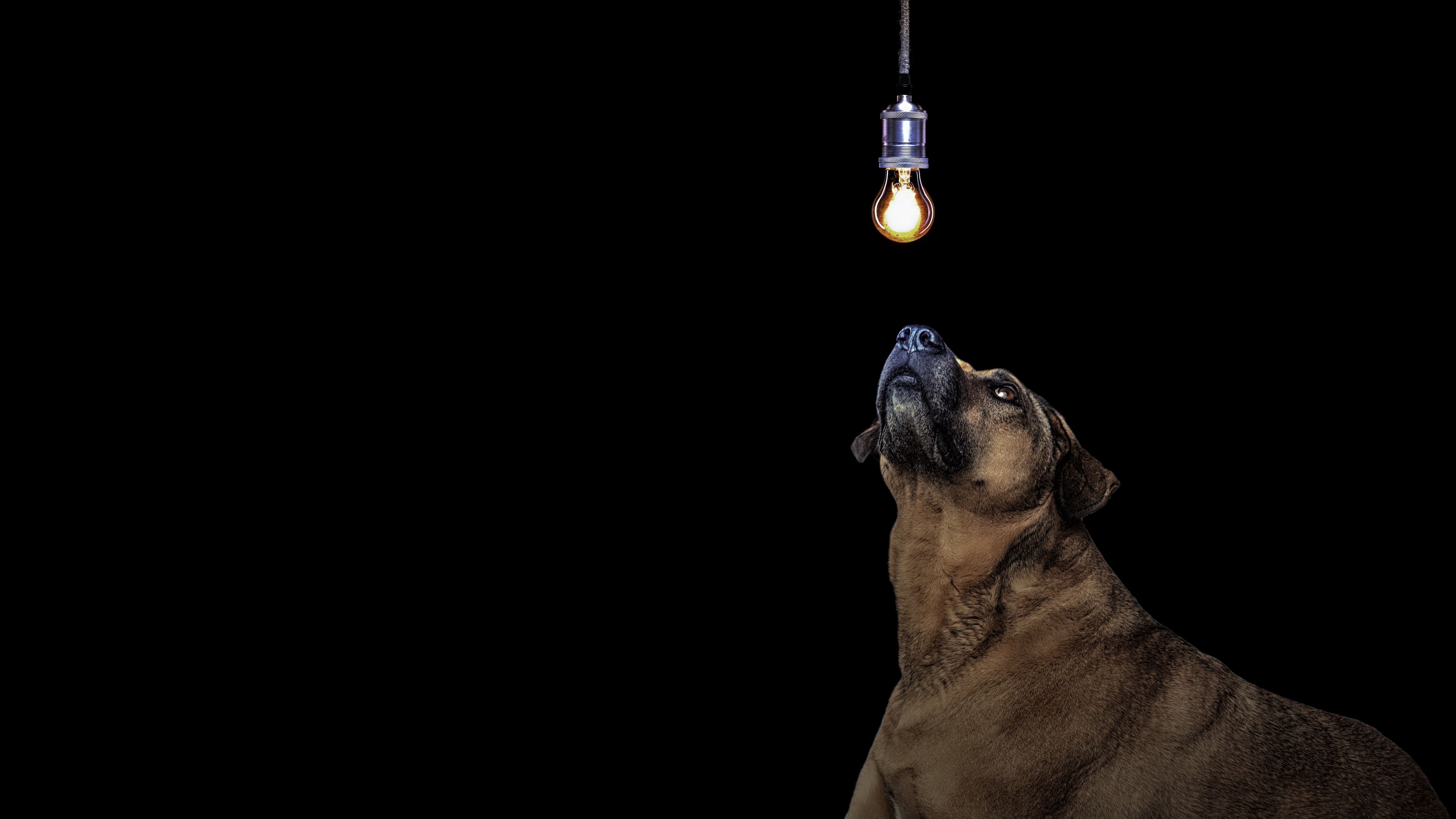 dog, light bulb, idea, 4k, HD Wallpaper