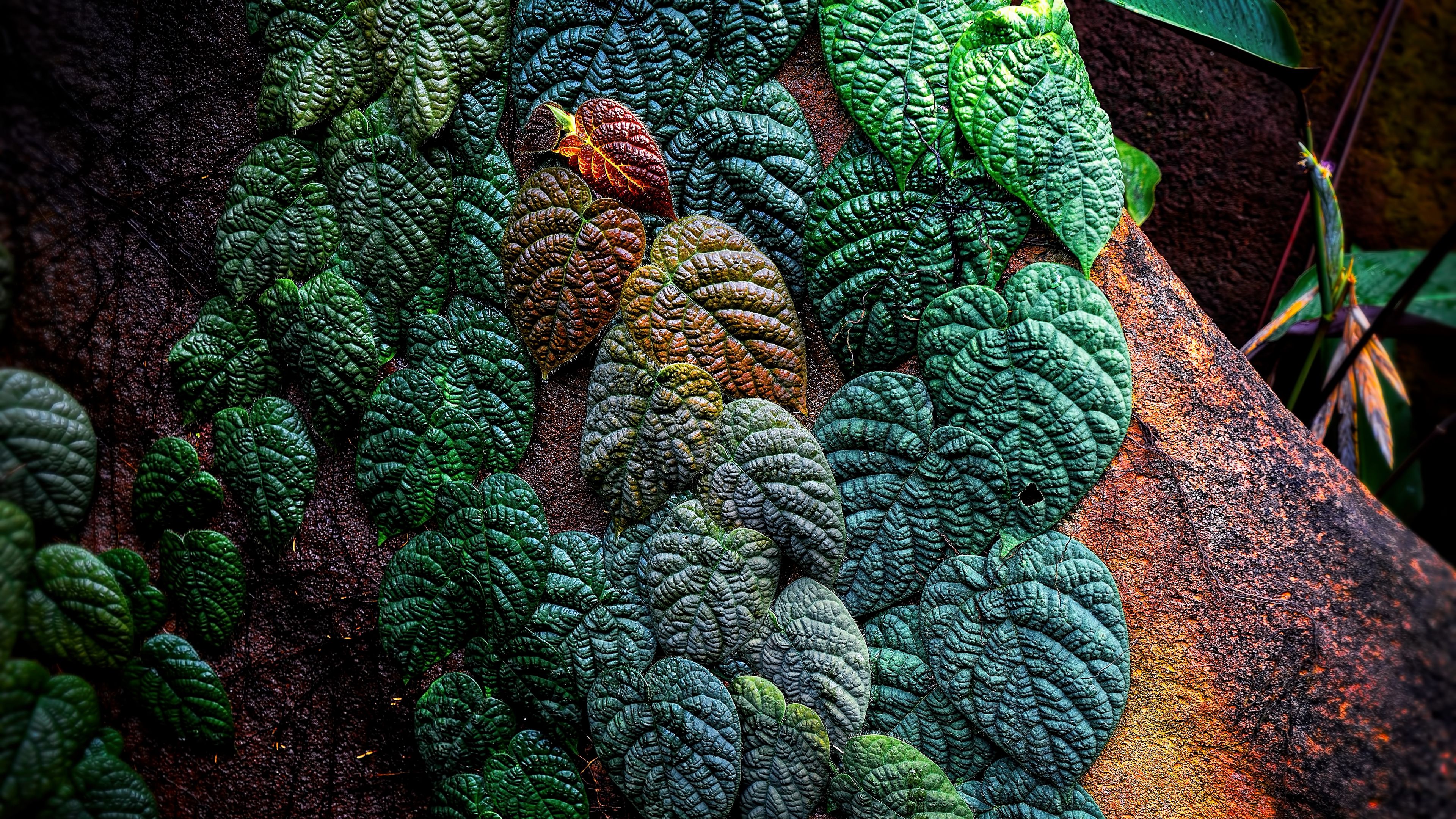 leaves, plant, tropical, patterned, 4k, HD Wallpaper