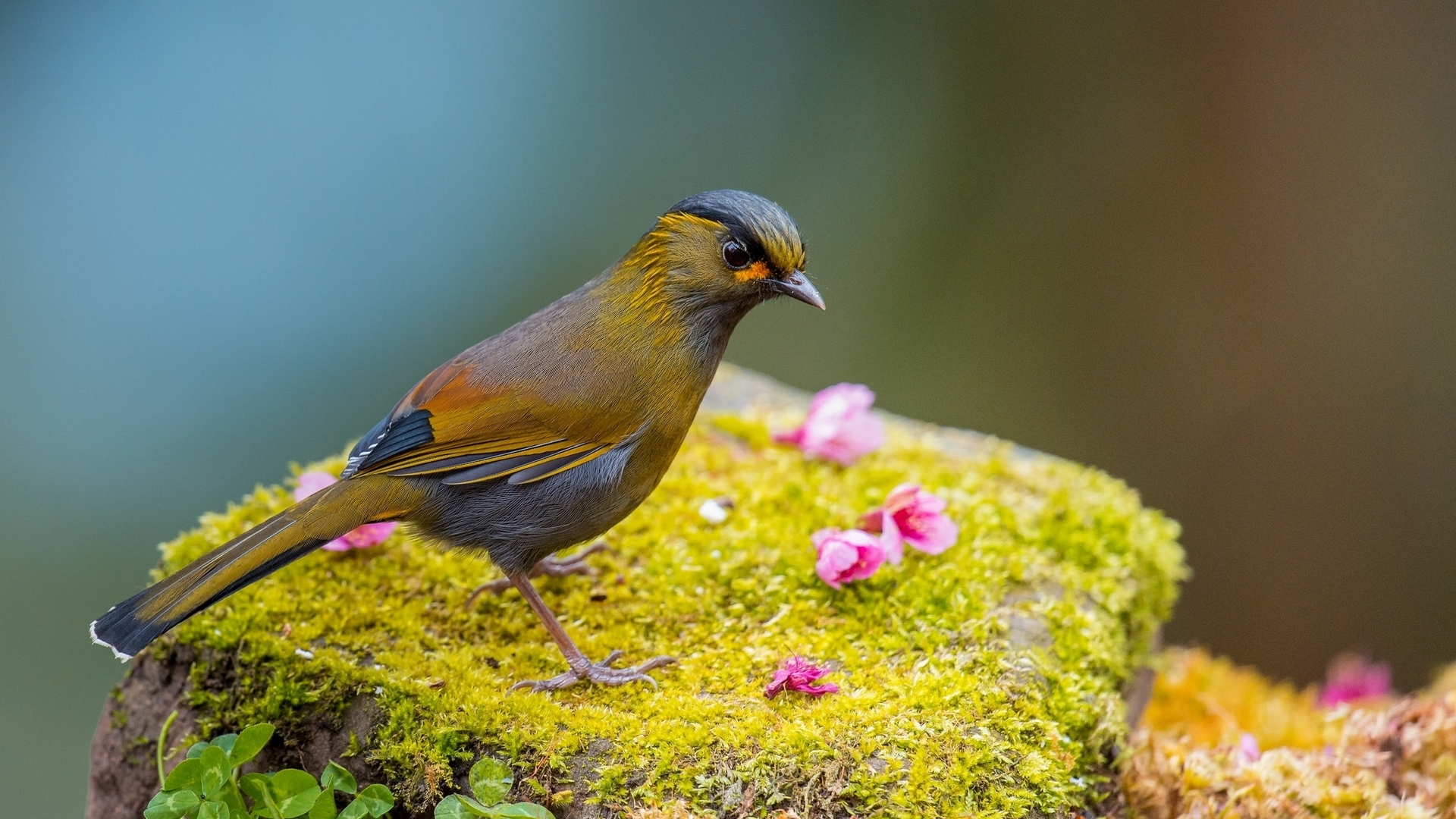 bird, green, mossed, flowers, animal, HD Wallpaper