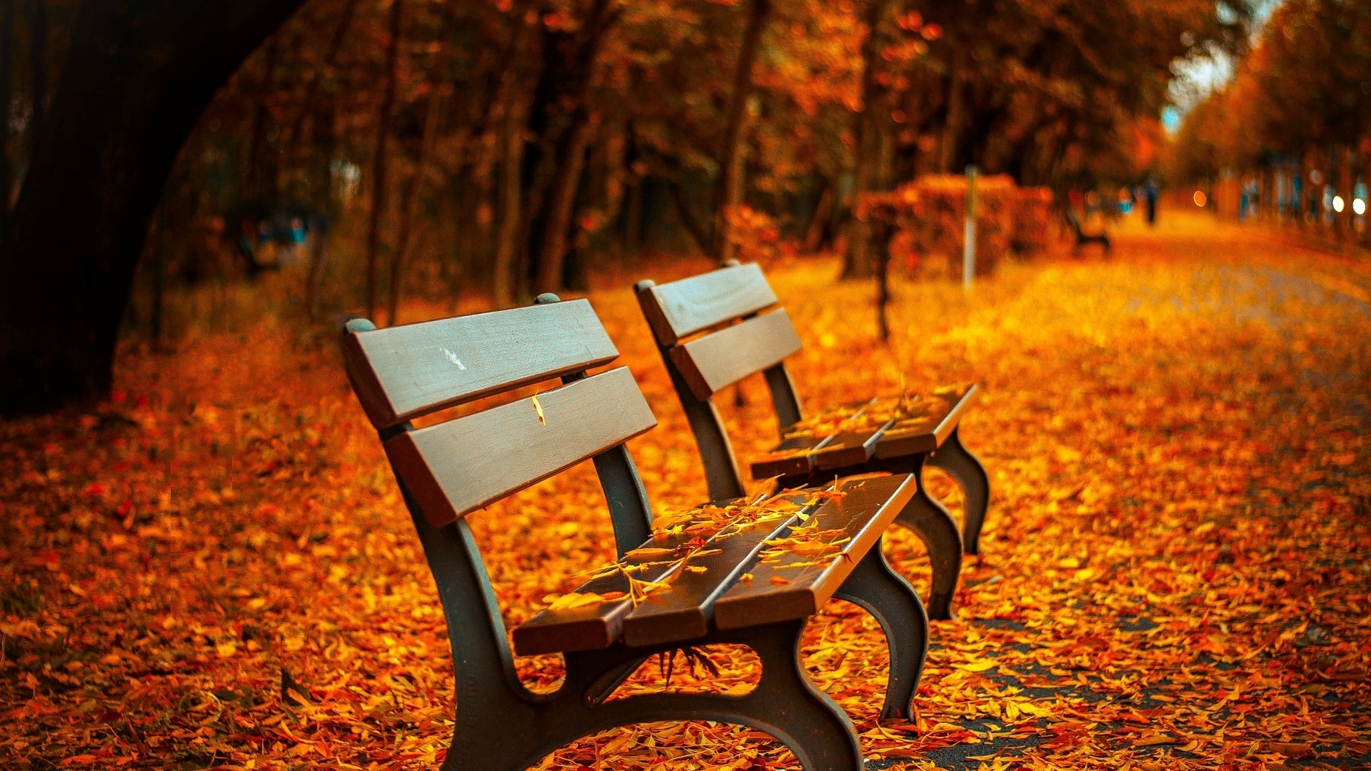 bench, autumn, nature, trees, HD Wallpaper