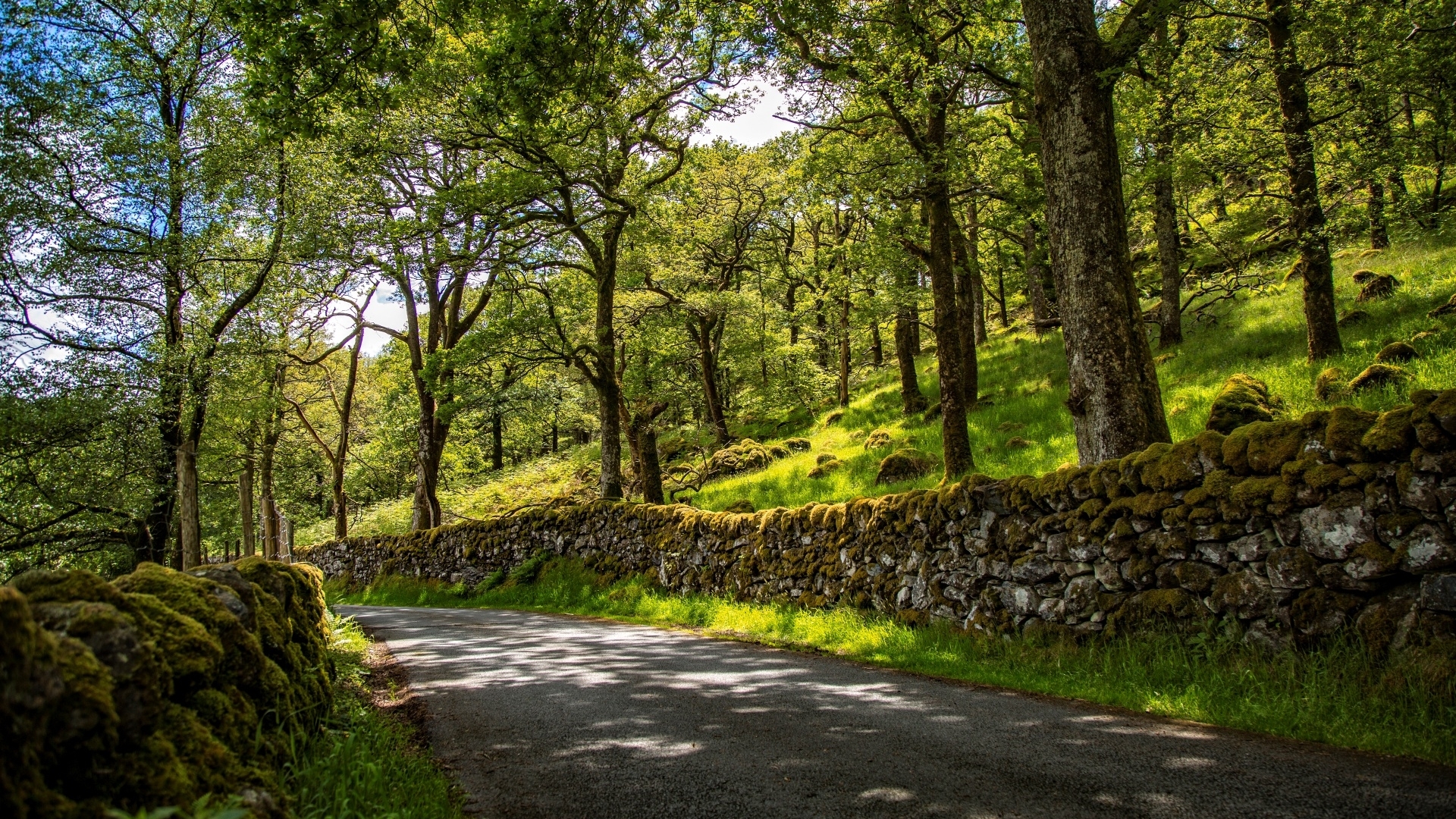 trees, forests, paths, sunshine, nature, HD Wallpaper