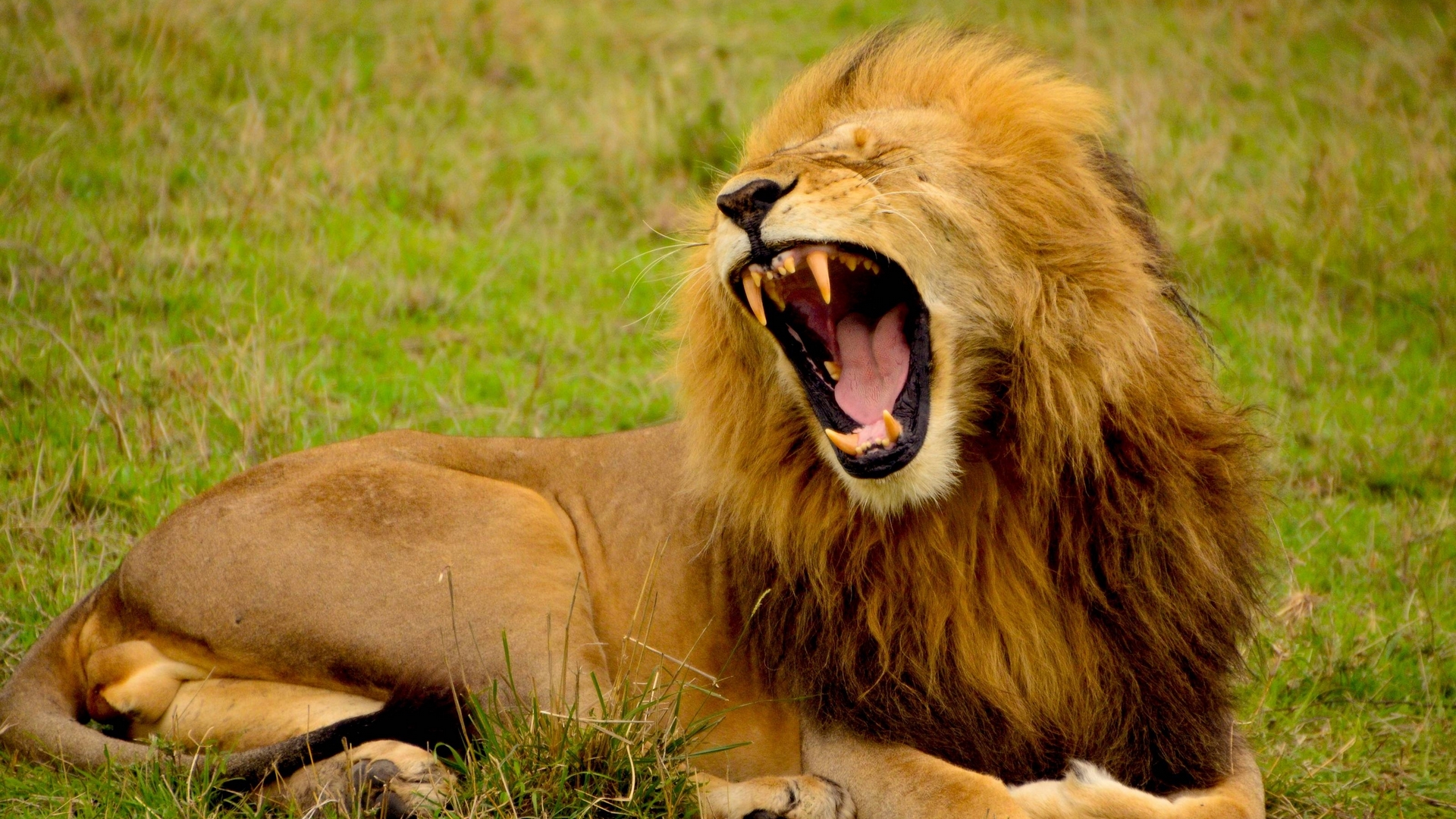 cool, fun, cats, lion, animals, HD Wallpaper