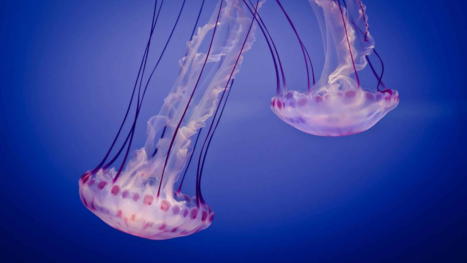 underwater, summer, jellyfish, pink, blue, HD Wallpaper