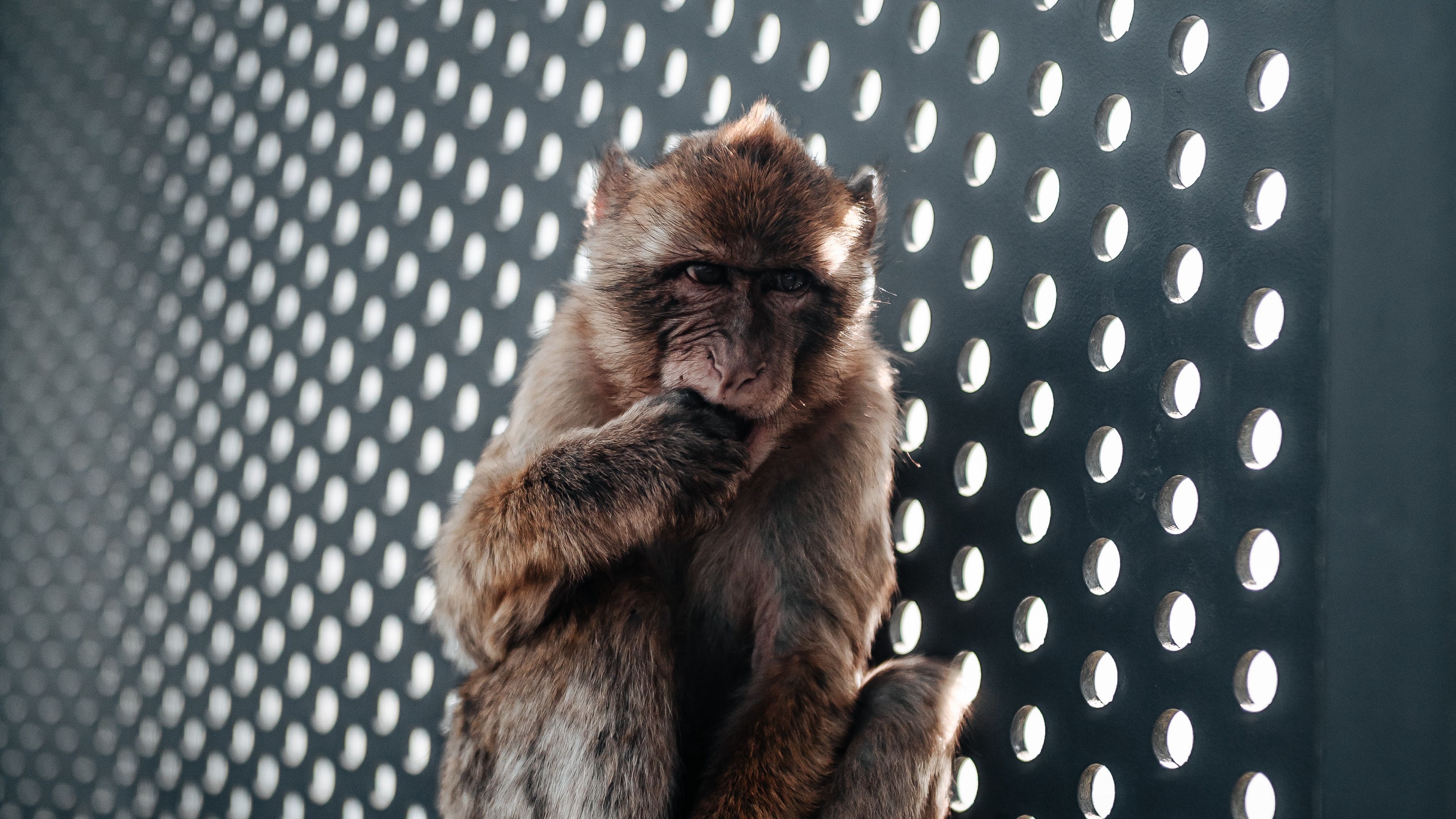 monkey, cute, cub, animal, 4k, HD Wallpaper