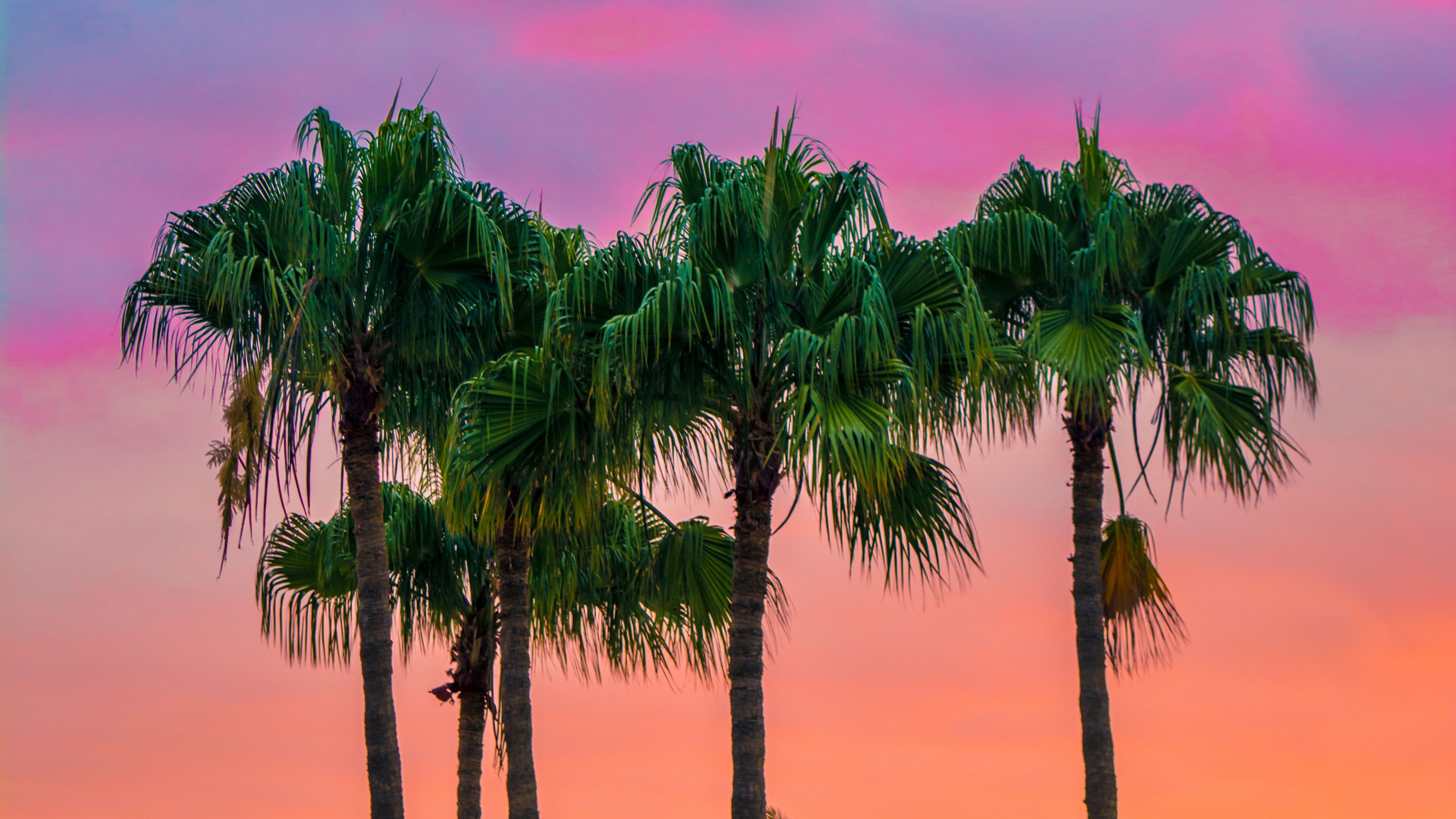 palms, sky, trees, maspalomas, spain, 4k, HD Wallpaper