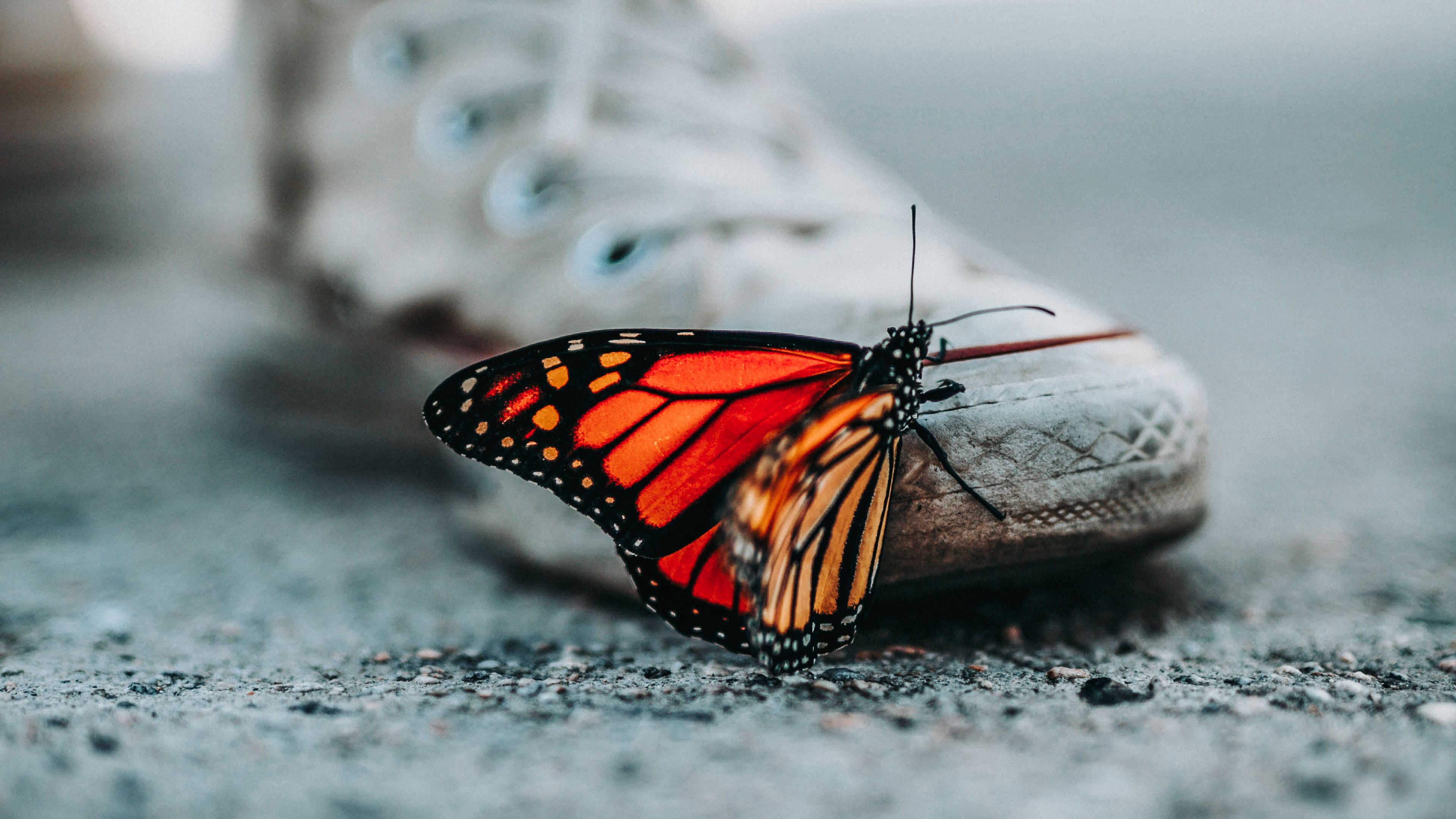 butterfly, sneakers, blur, 4k, HD Wallpaper