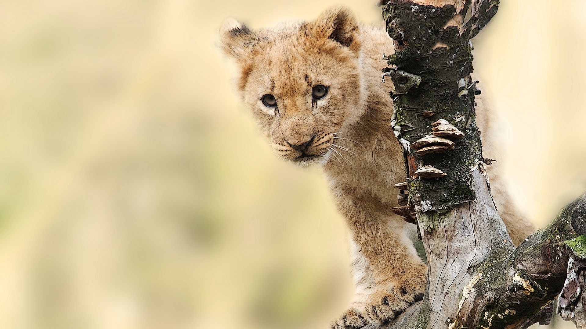 wild, lions, animals, lovely, HD Wallpaper