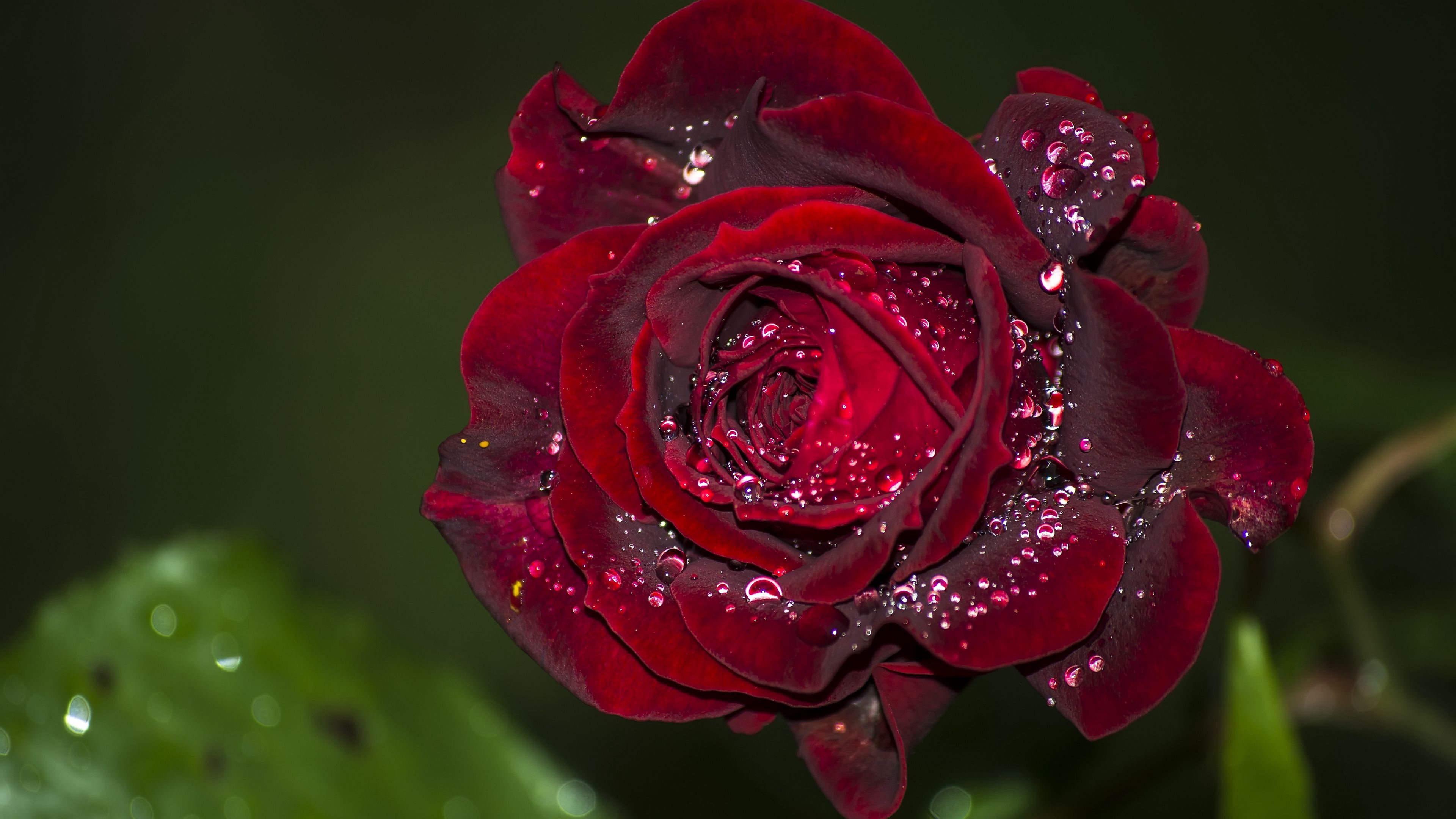 rose, red, drops, macro, 4k, HD Wallpaper