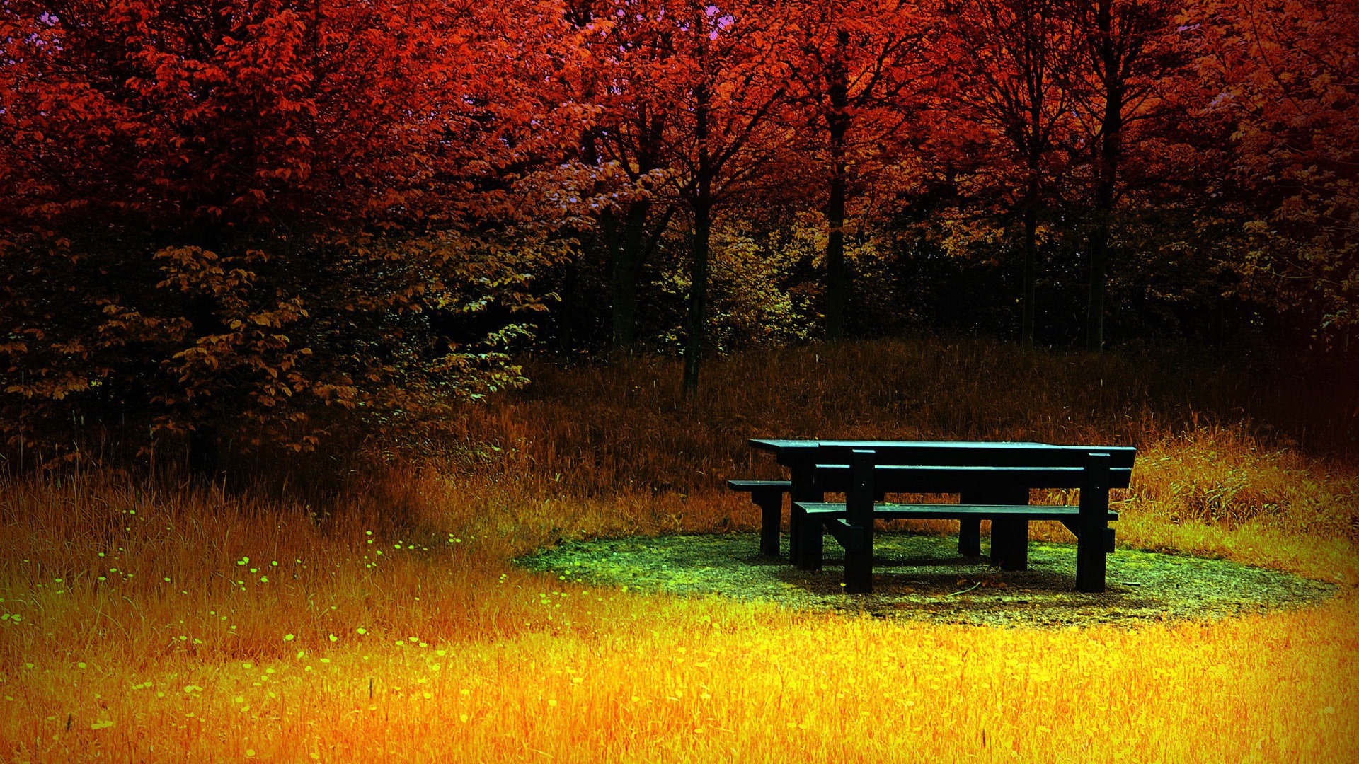 nature, seasons, trees, woods, HD Wallpaper