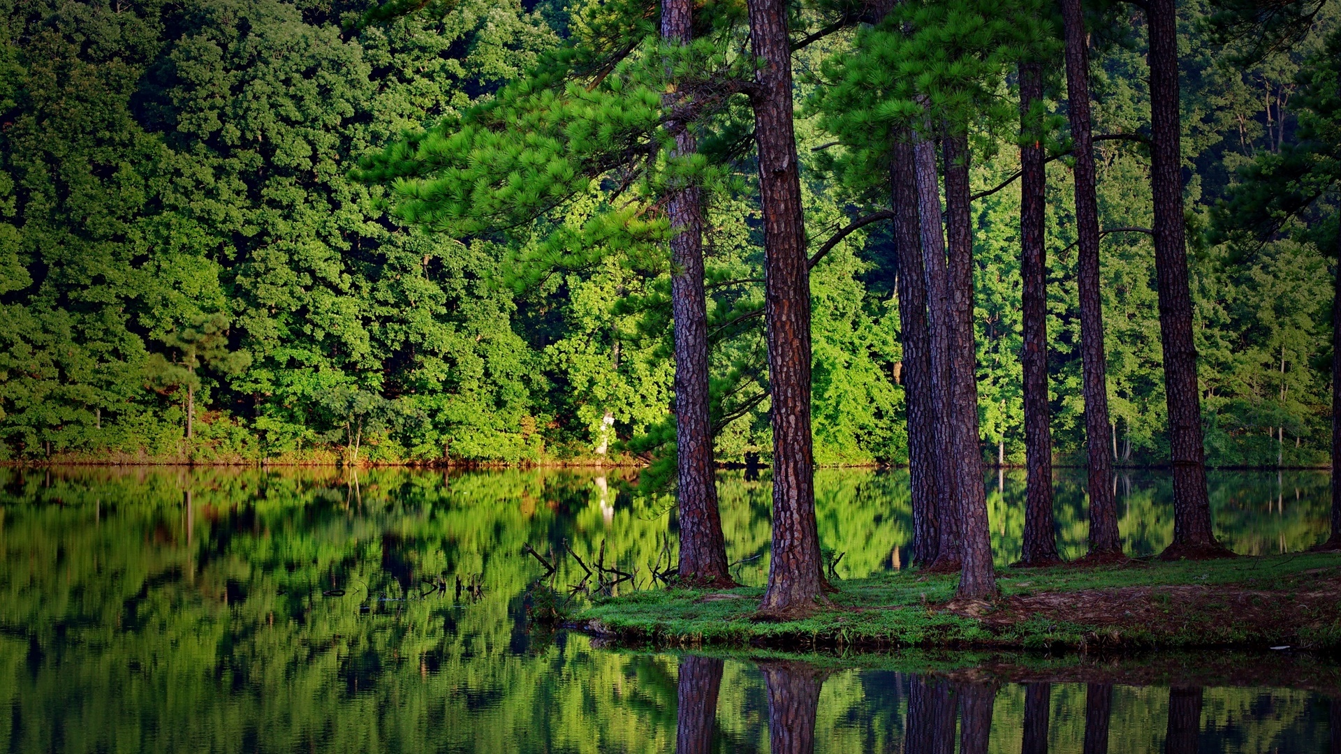 grass, background, natura, nice, multicolor, waterscape, paisage, wood, sunrays, beautiful, leaves, roots, green, las, araucarias, scenery, forest, lakes, rzeka, maroon, tree, paisagem, nature, desktop, reflected, branches, scene, orange, scenario, splendor, jungle, forests, reflection, rivers, paysage, black, trees, pines, lagoons, panorama, water, cool, drzewa, awesome, photoshop, fullscreen, landscape, colorful, brown, gray, laguna, trunks, photography, grove, mirror, HD Wallpaper