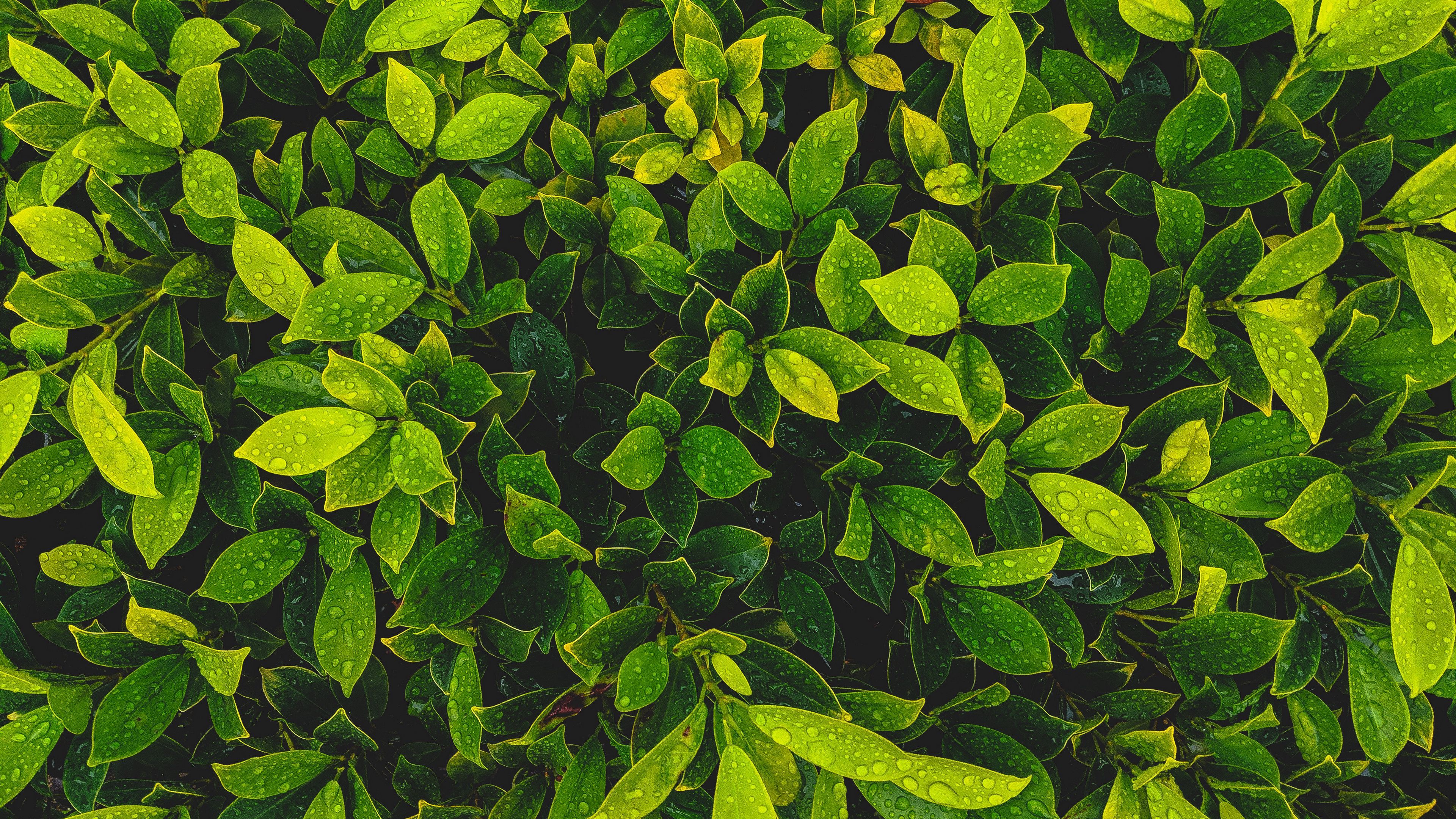 leaves, plant, drops, green, 4k, HD Wallpaper