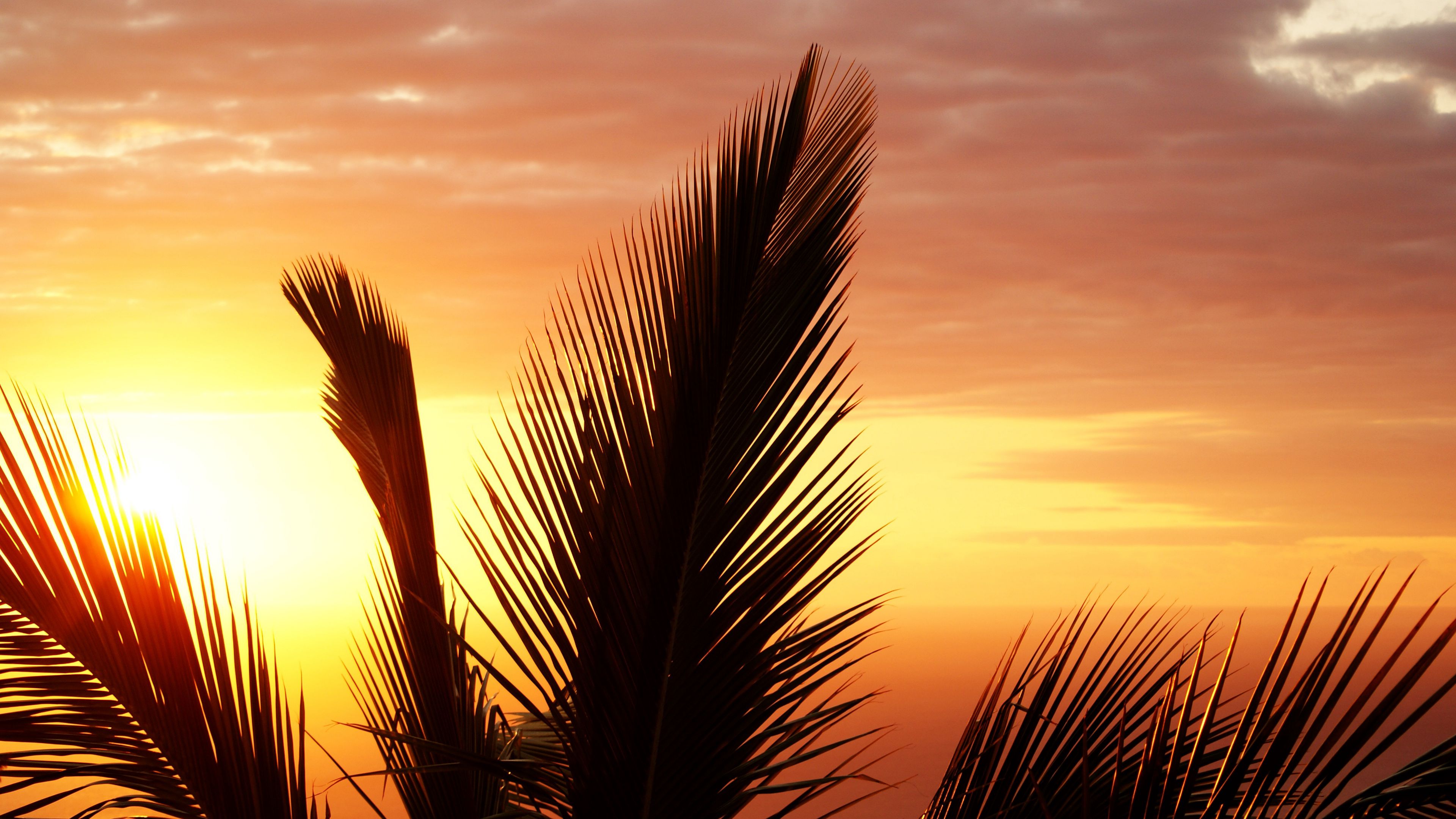 palm tree, branch, sunset, outline, 4k, HD Wallpaper