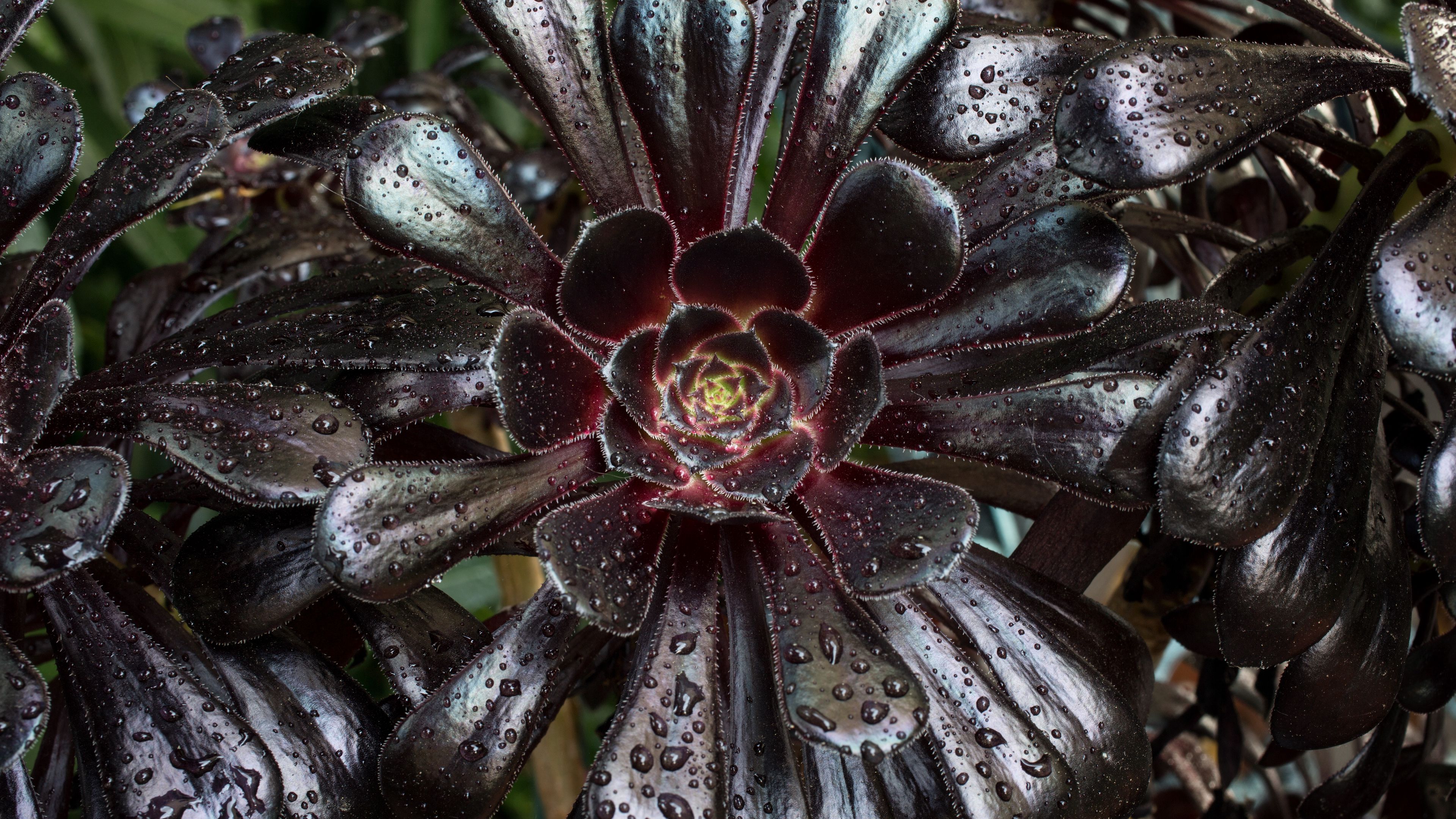 aeonium arboreum, tree aeonium, leaves, drops, plant, 4k, HD Wallpaper