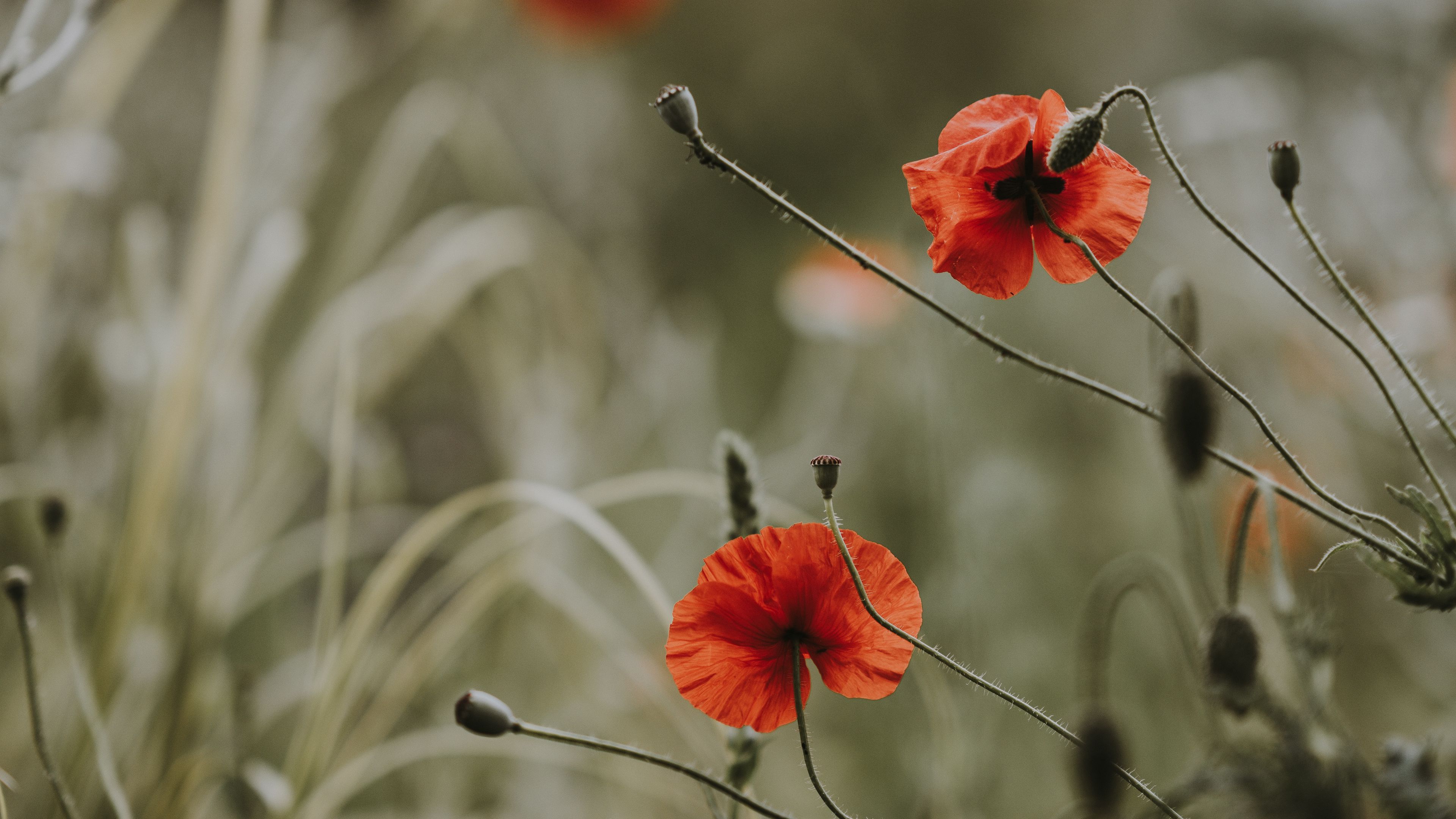 poppies, flowers, blur, bloom, field, 4k, HD Wallpaper