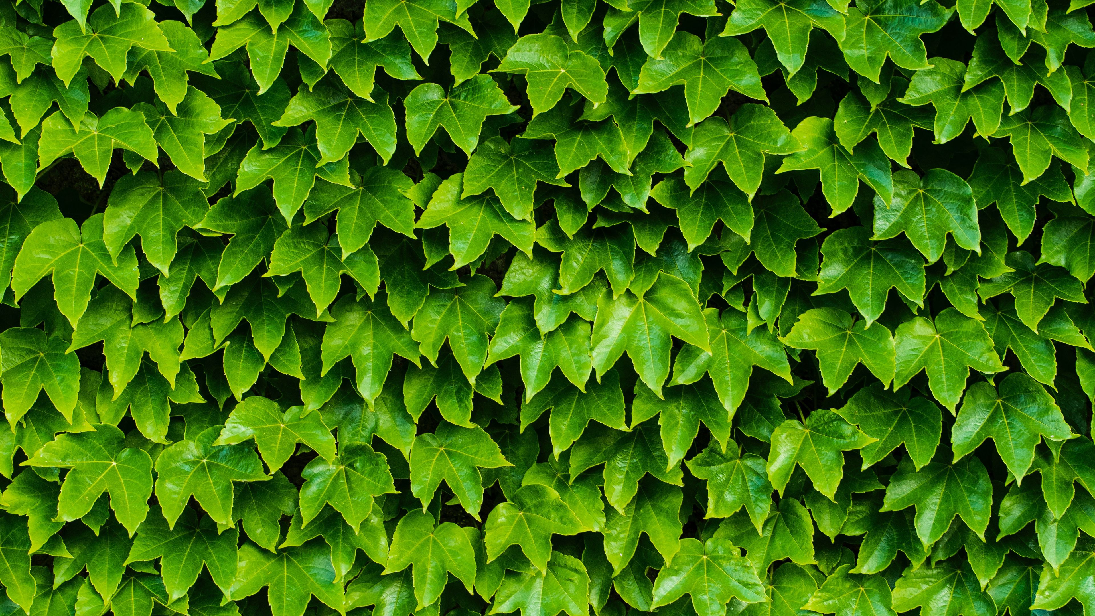 foliage, plant, green, carved, 4k, HD Wallpaper