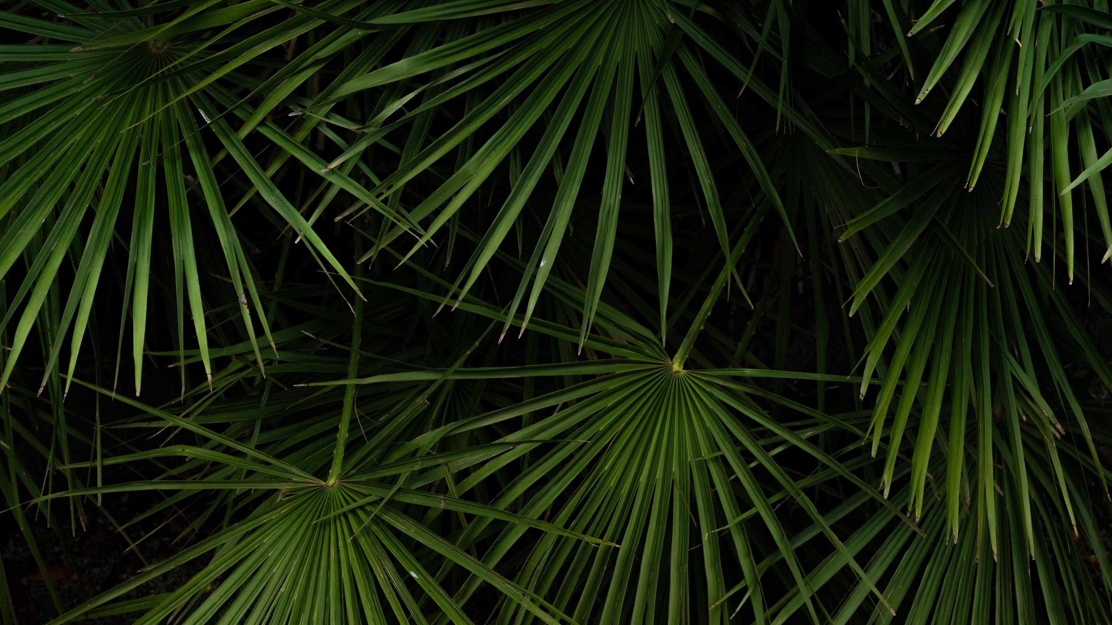 leaves, bushes, green, 4k, HD Wallpaper