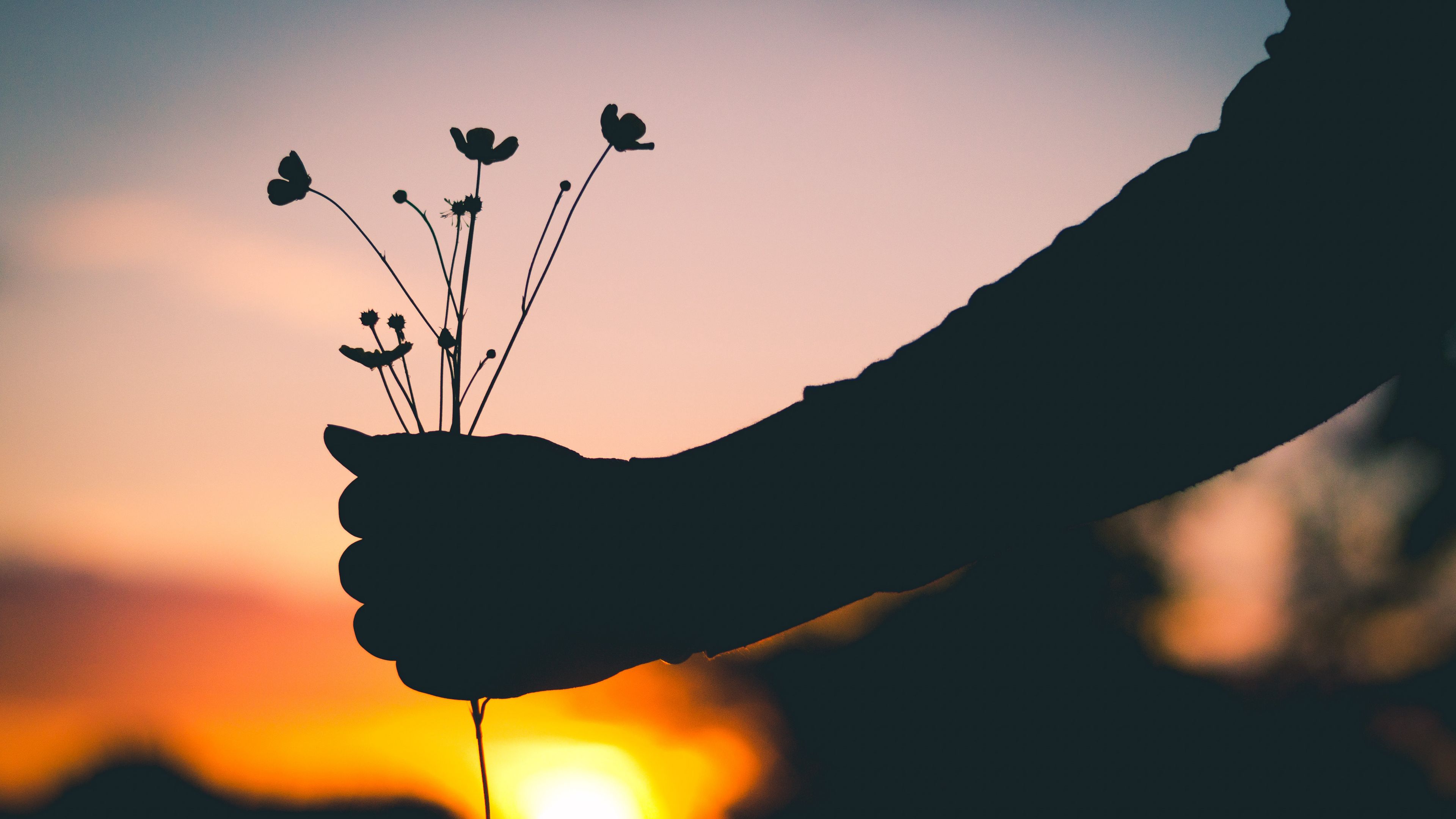 hand, flowers, silhouette, sunset, 4k, HD Wallpaper