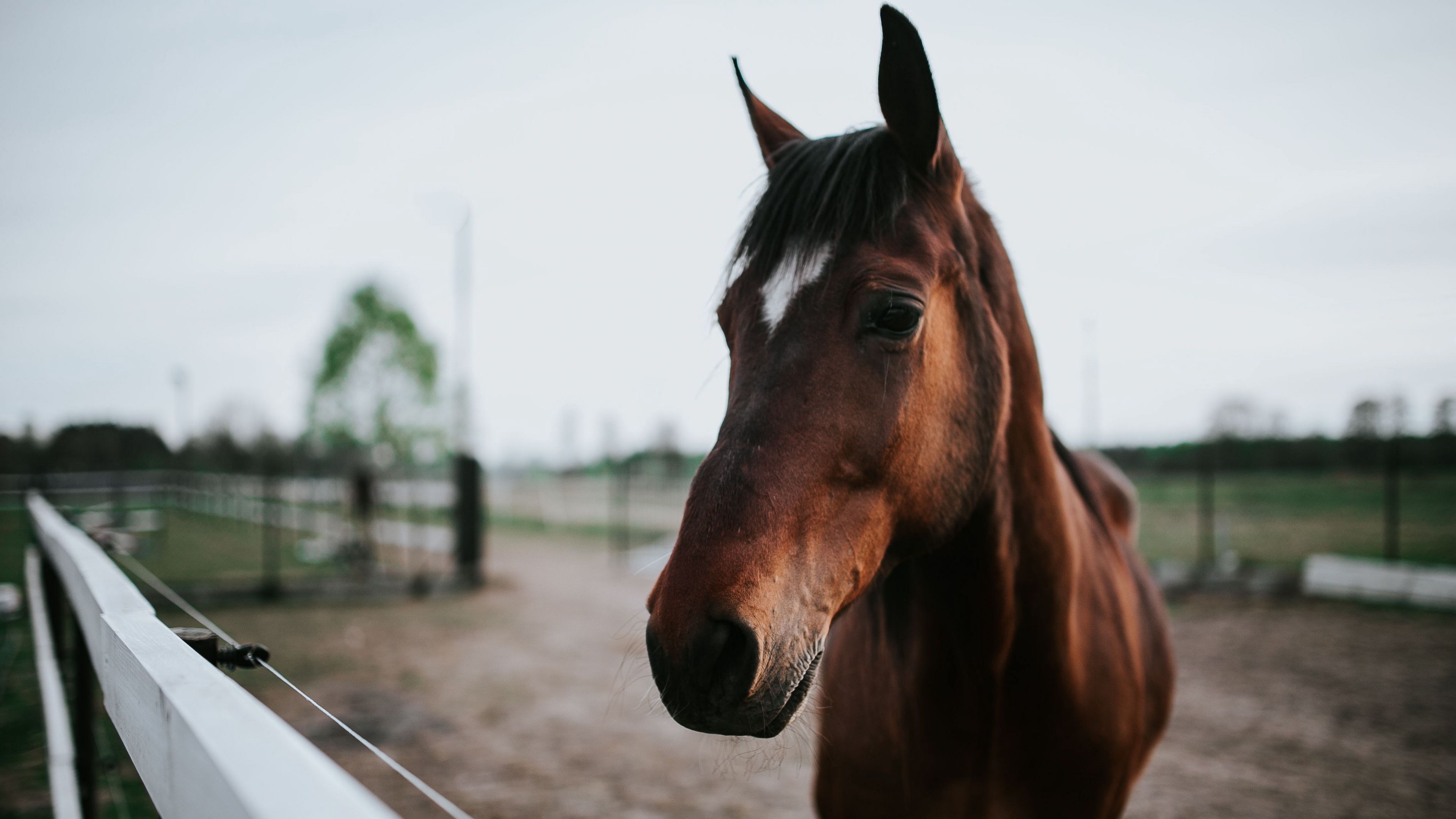 horse, brown, look, 4k, HD Wallpaper