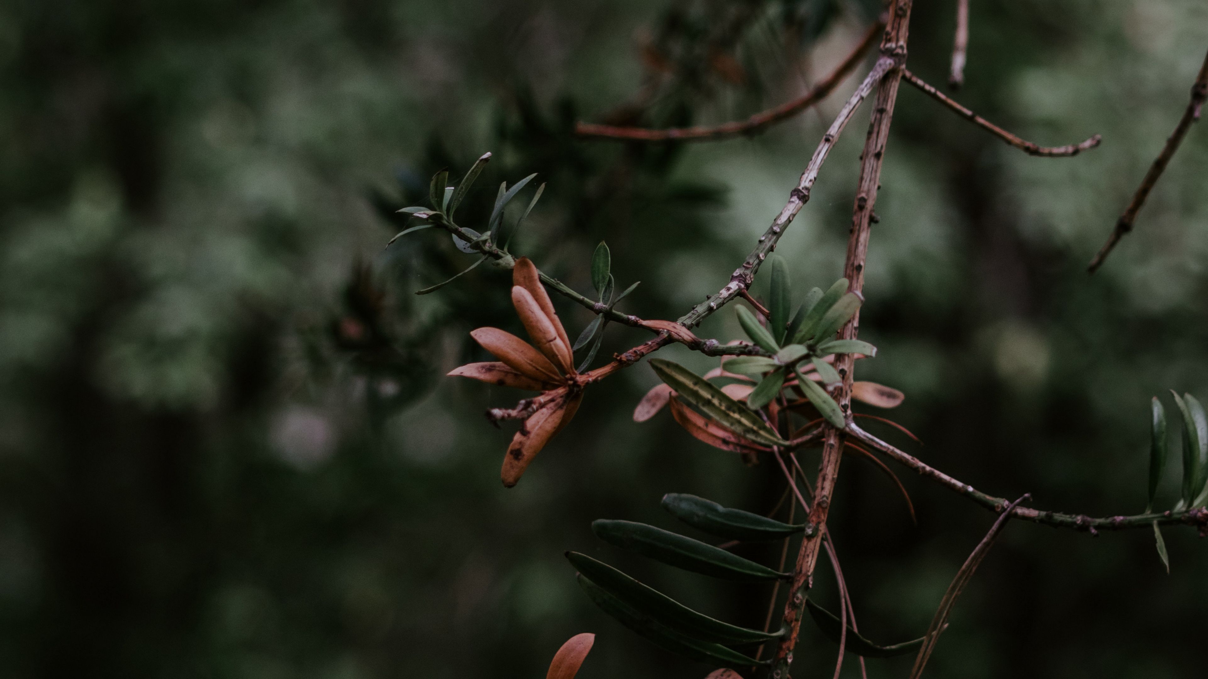 branch, plant, blur, green, 4k, HD Wallpaper