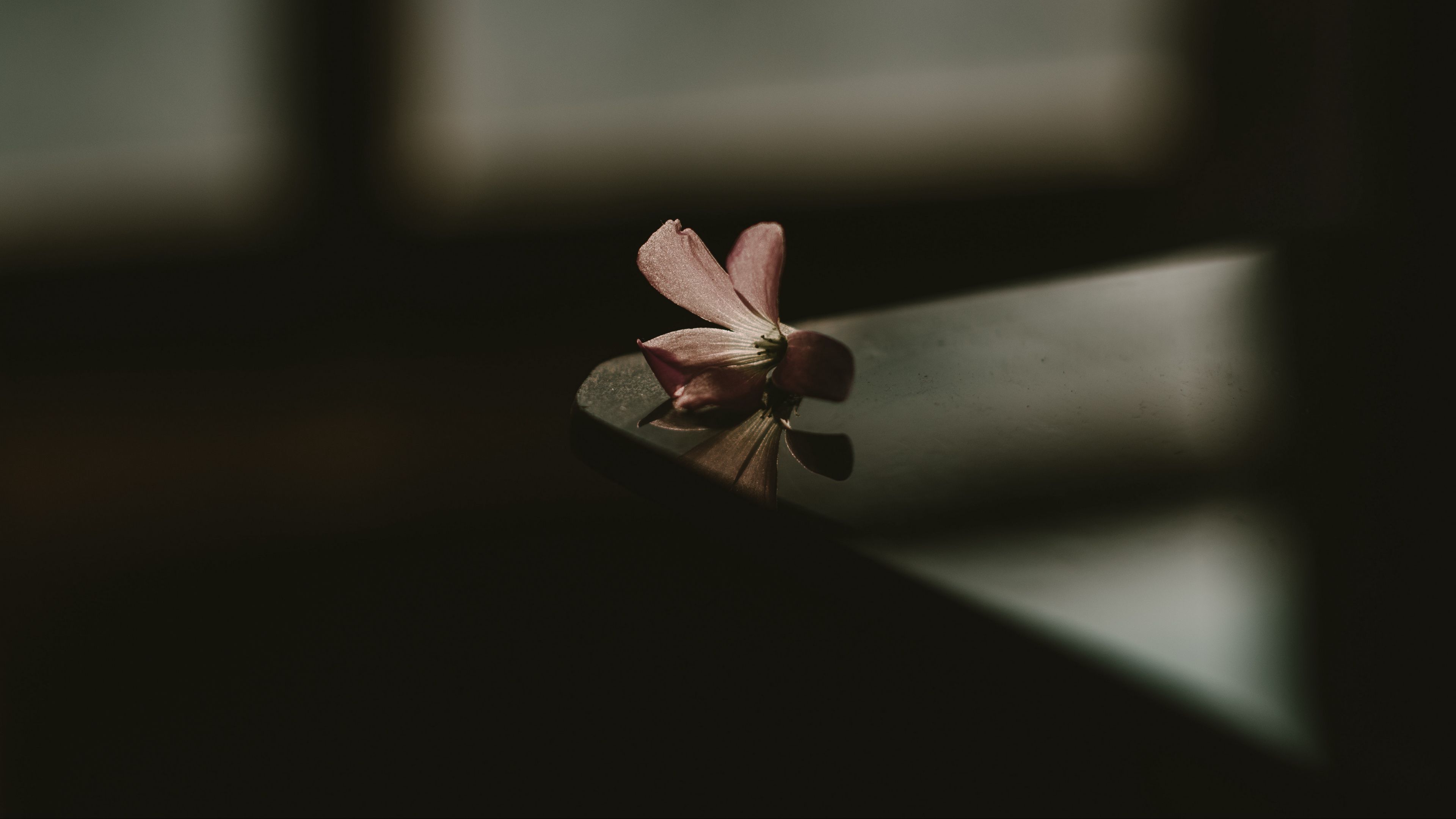 flower, table, shadow, blur, 4k, HD Wallpaper