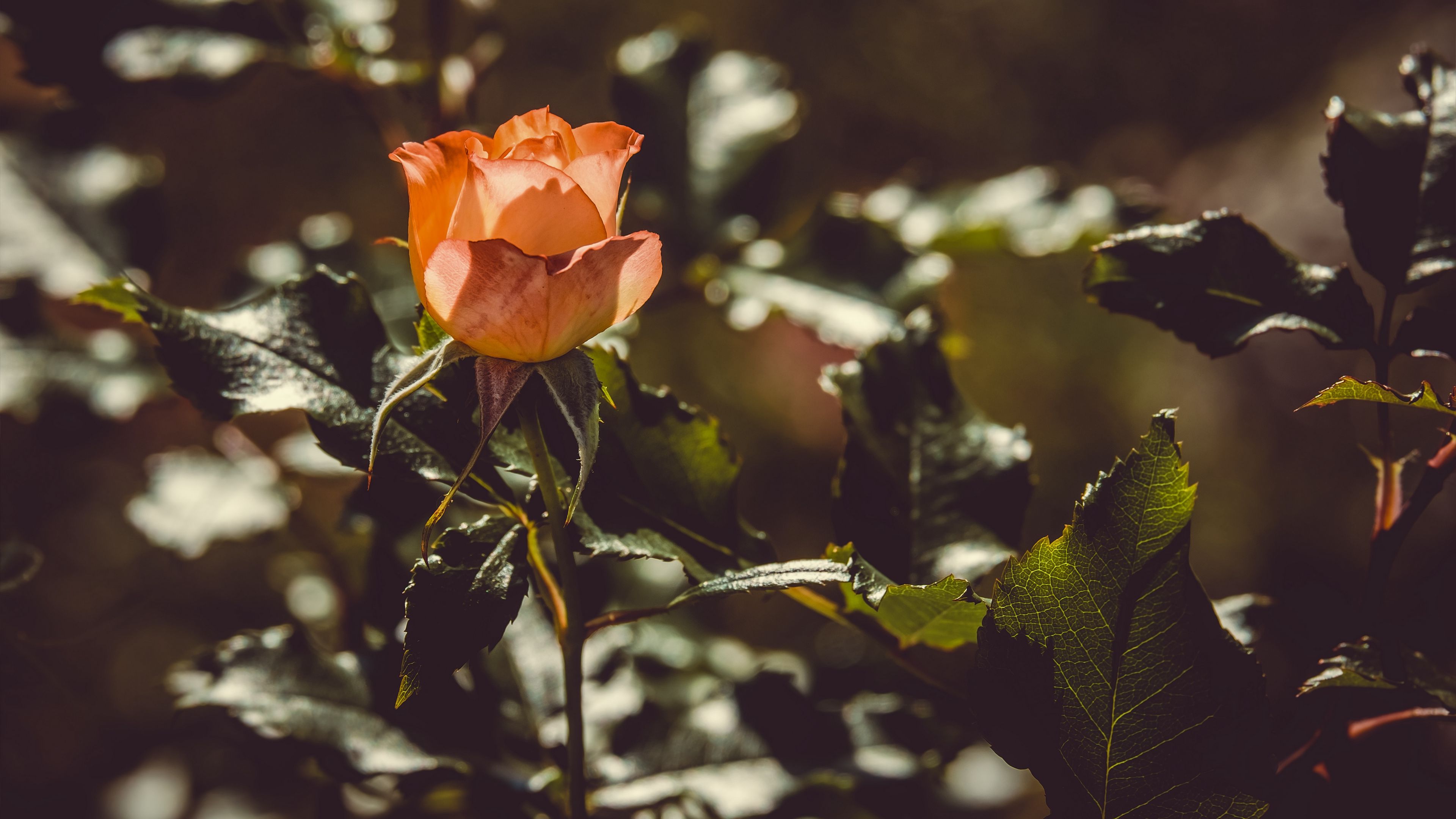 rose, bud, bush, sunlight, 4k, HD Wallpaper