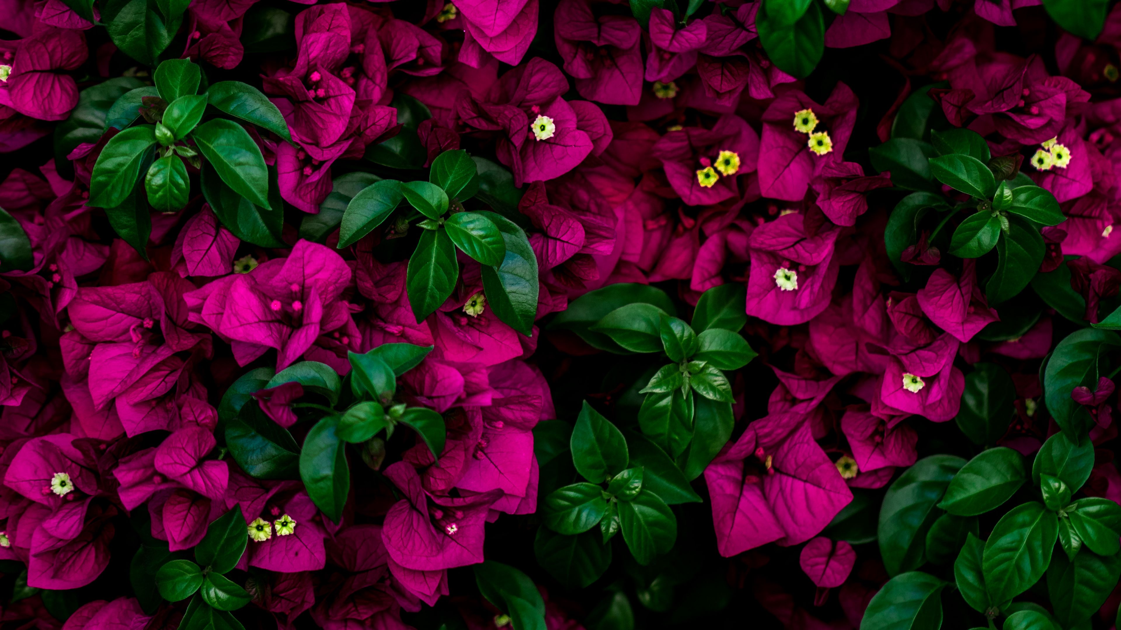 flowers, bush, leaves, pink, 4k, HD Wallpaper