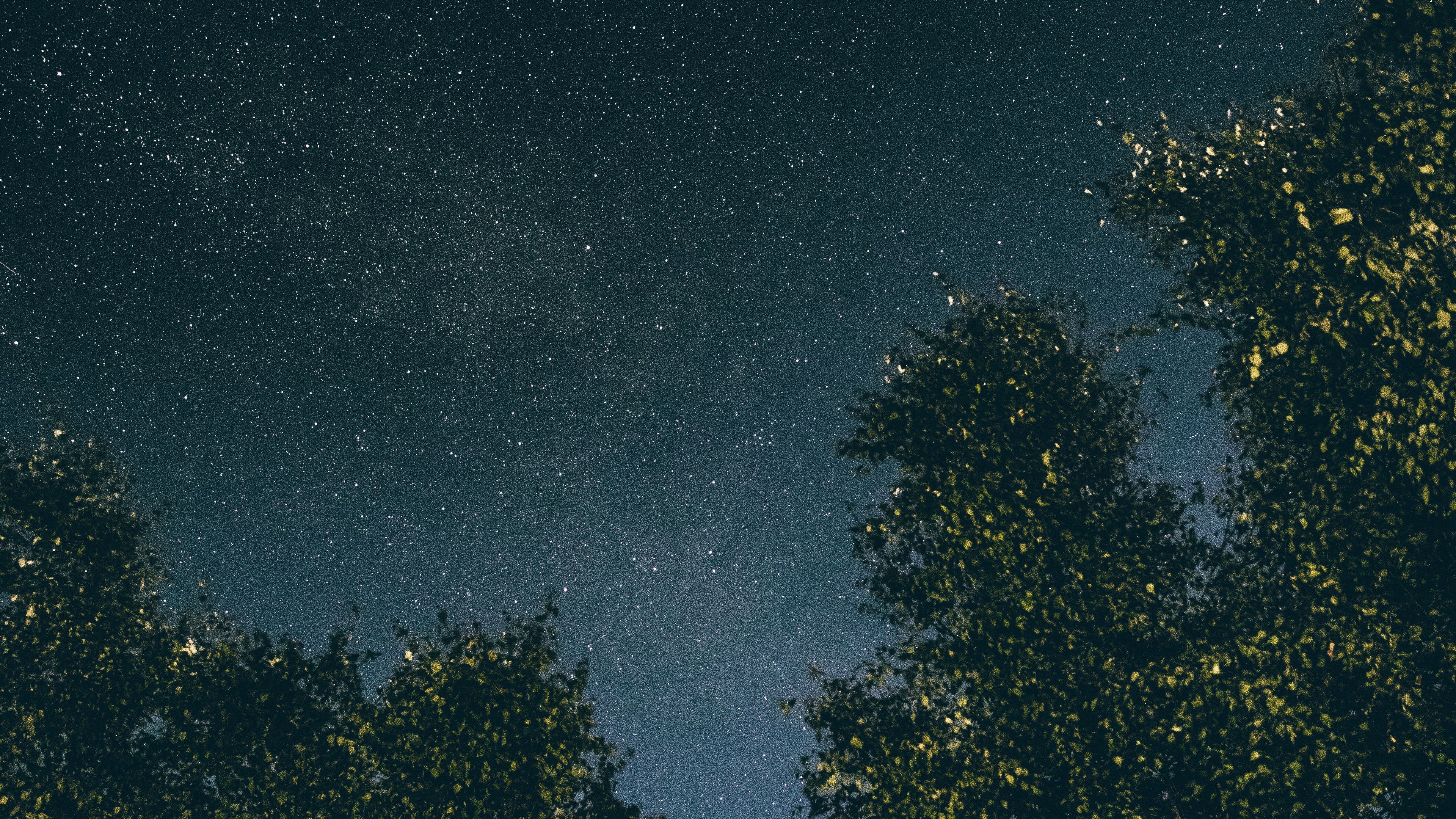 trees, starry sky, stars, night, 4k, HD Wallpaper