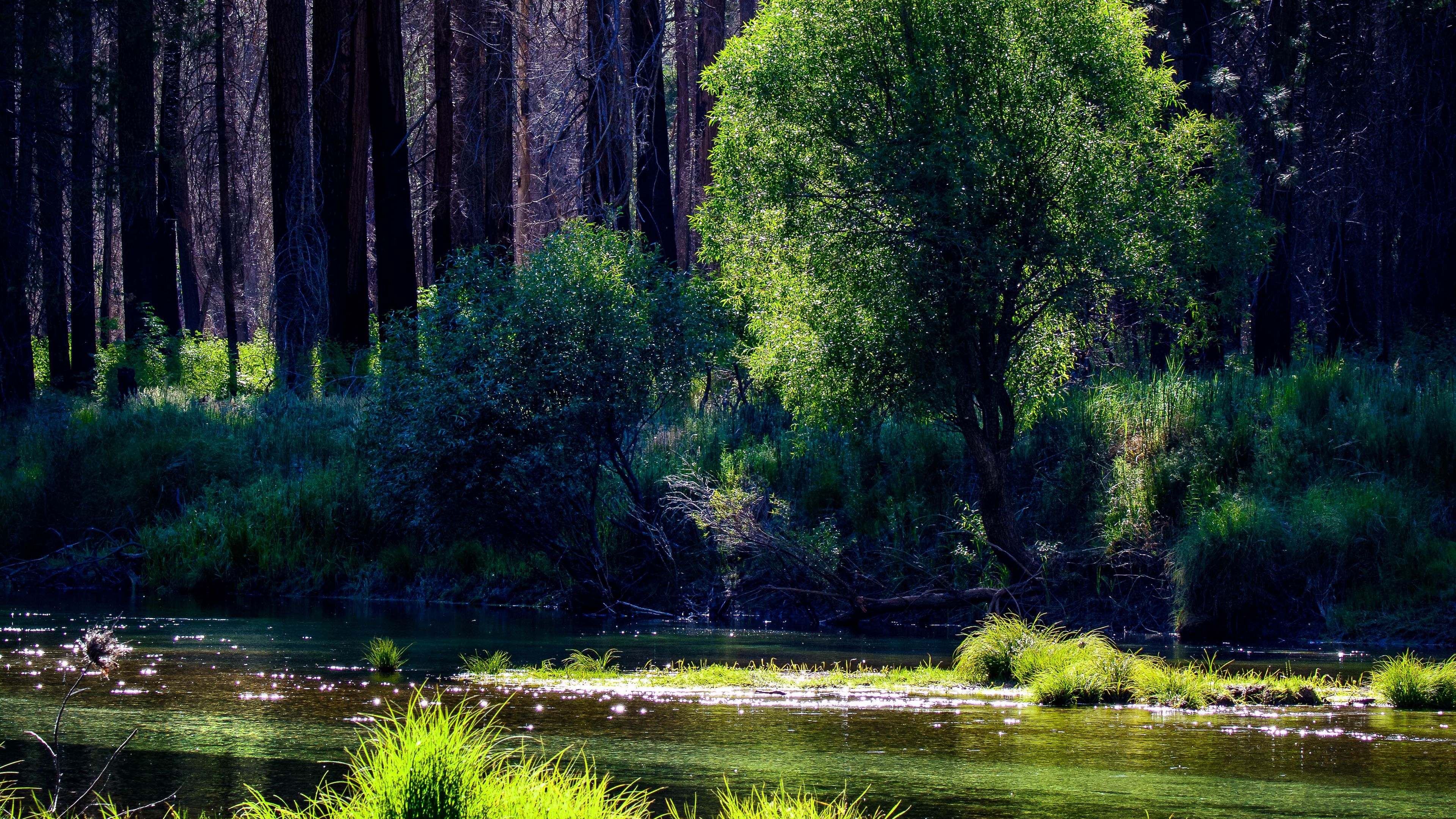 river, trees, forest, sunlight, grass, 4k, HD Wallpaper
