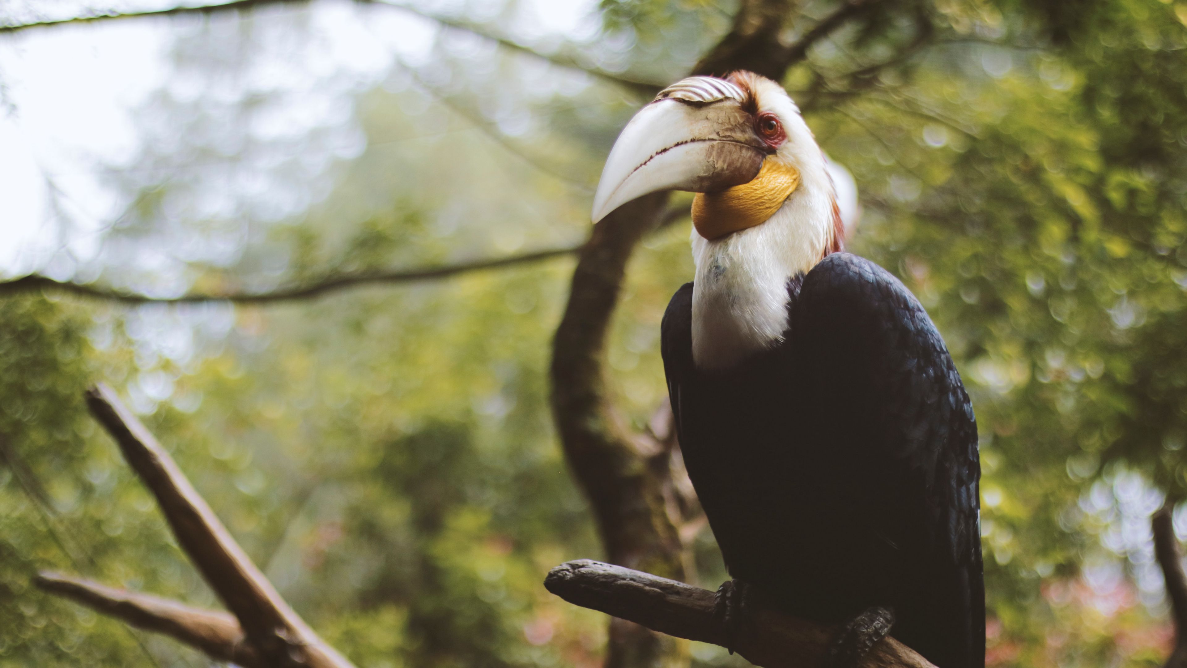 wreathed hornbill, bird, branch, beak, 4k, HD Wallpaper