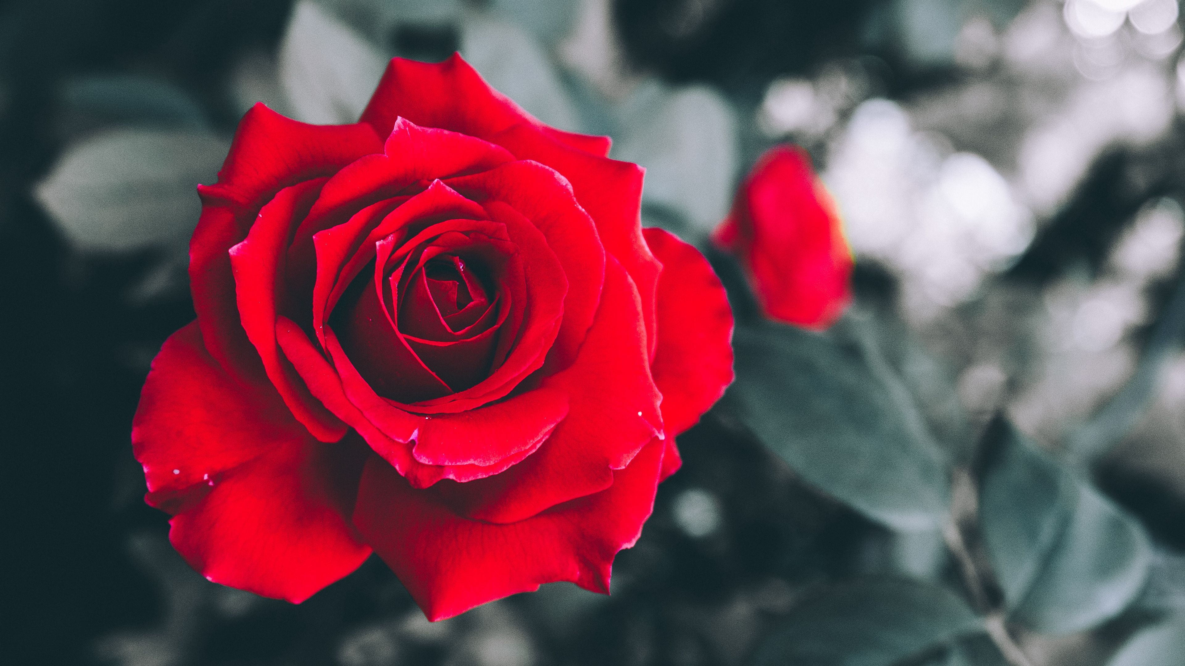 rose, red, petals, bud, blur, 4k, HD Wallpaper