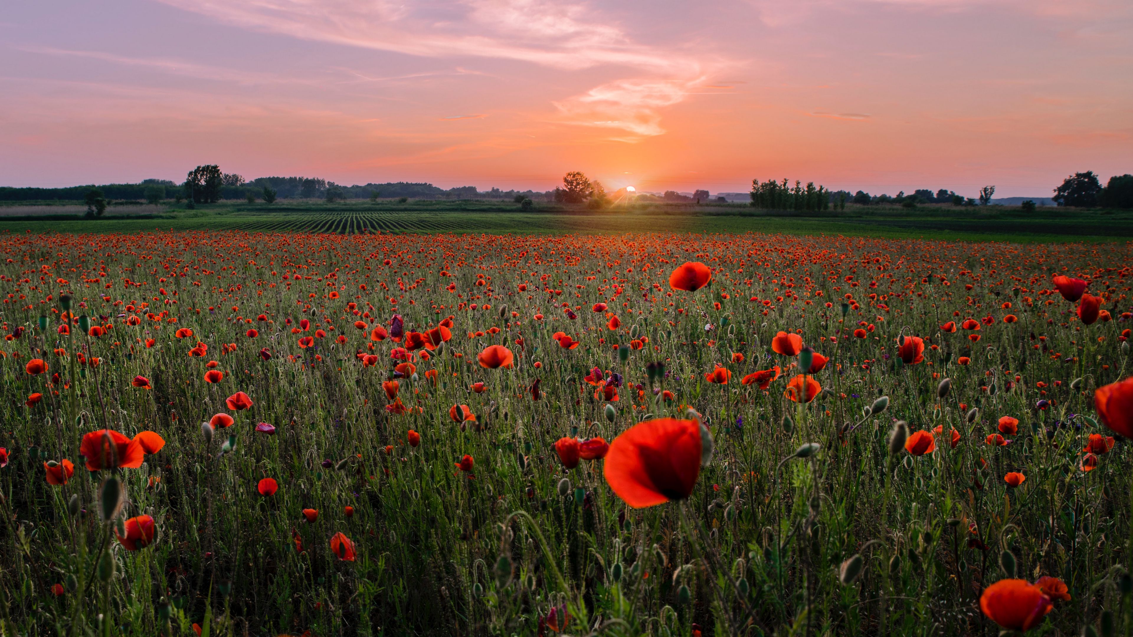 poppies, field, sunset, horizon, bloom, 4k, HD Wallpaper