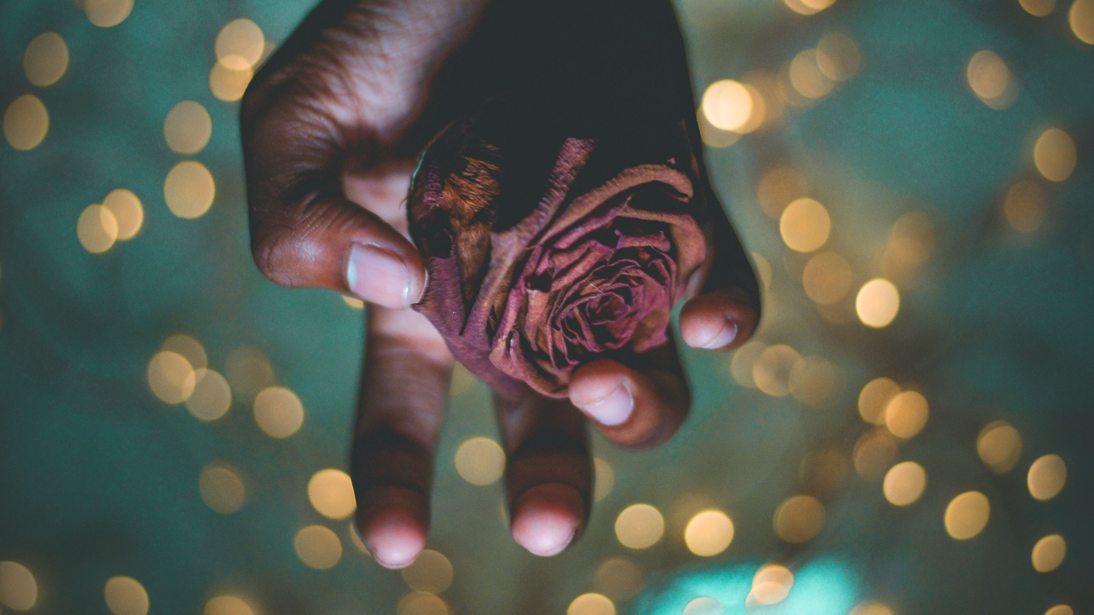 hand, rose, glare, shine, 4k, HD Wallpaper