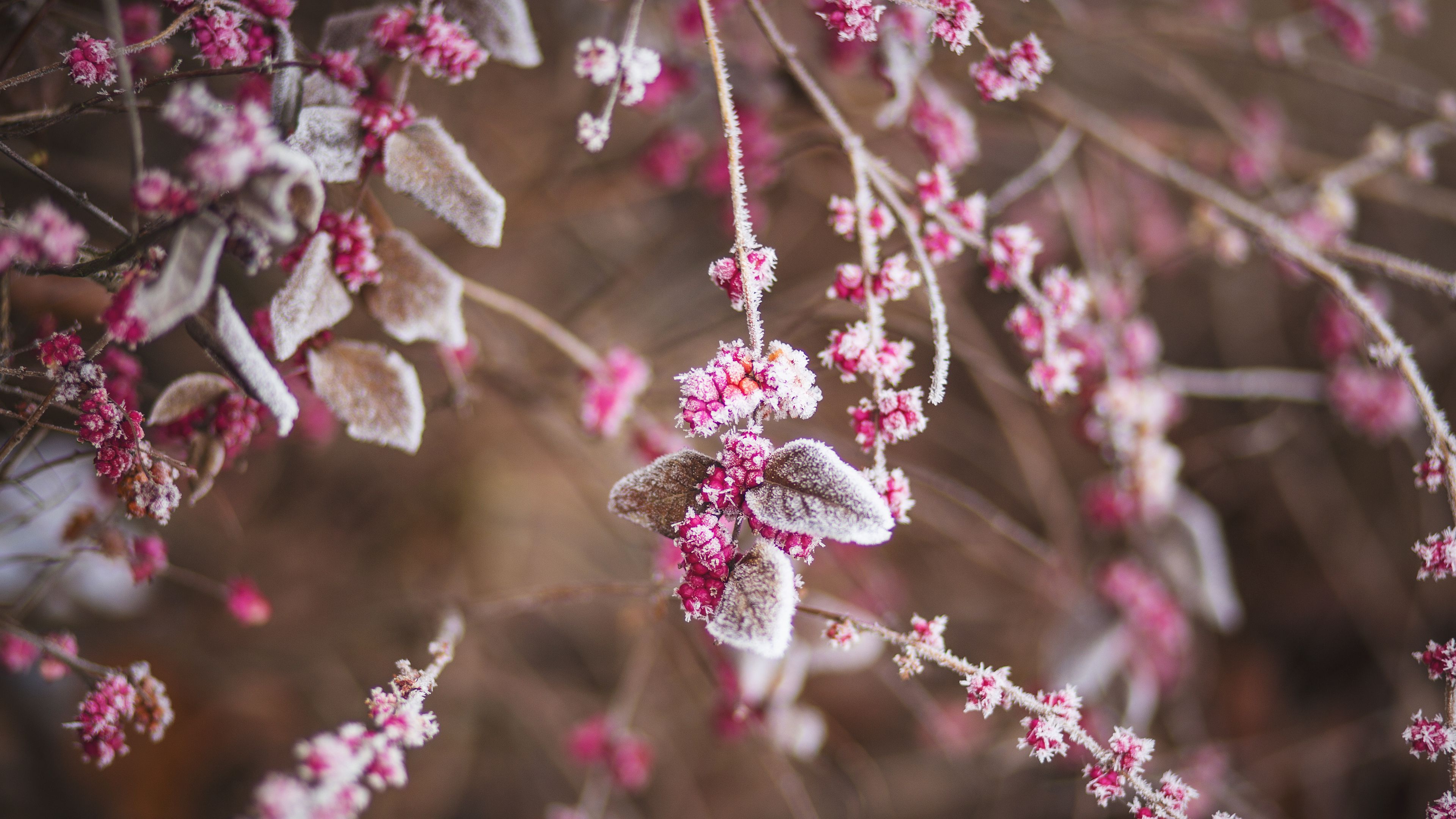 branch, flowers, hoarfrost, snow, 4k, HD Wallpaper