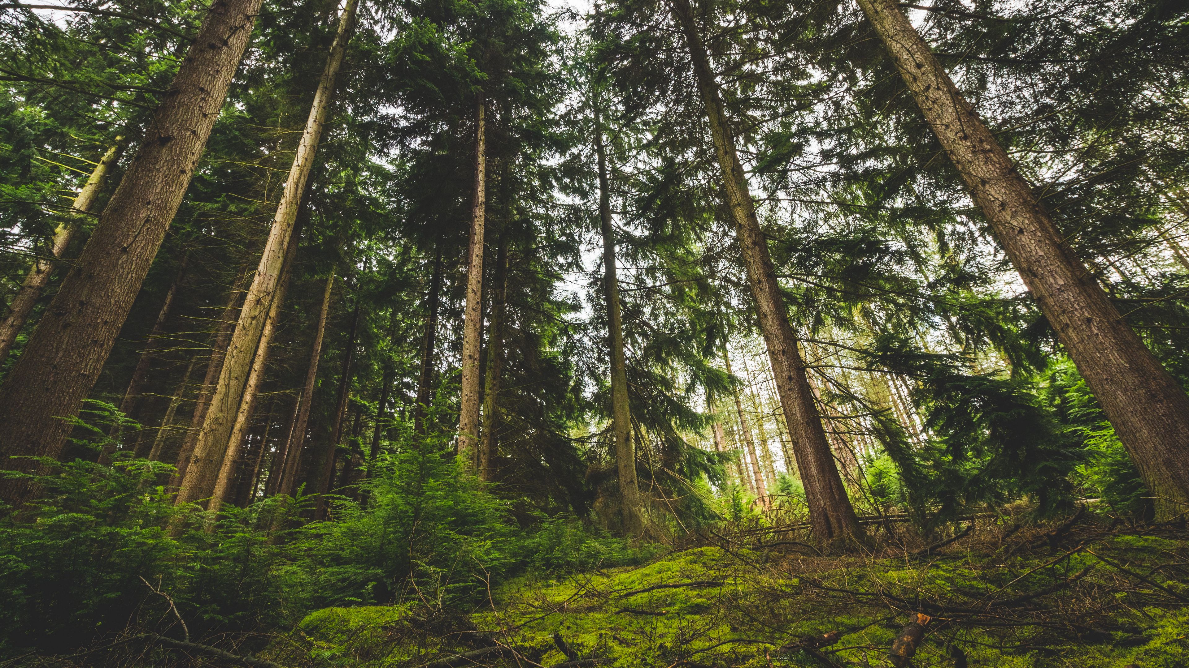 forest, trees, green, grass, 4k, HD Wallpaper