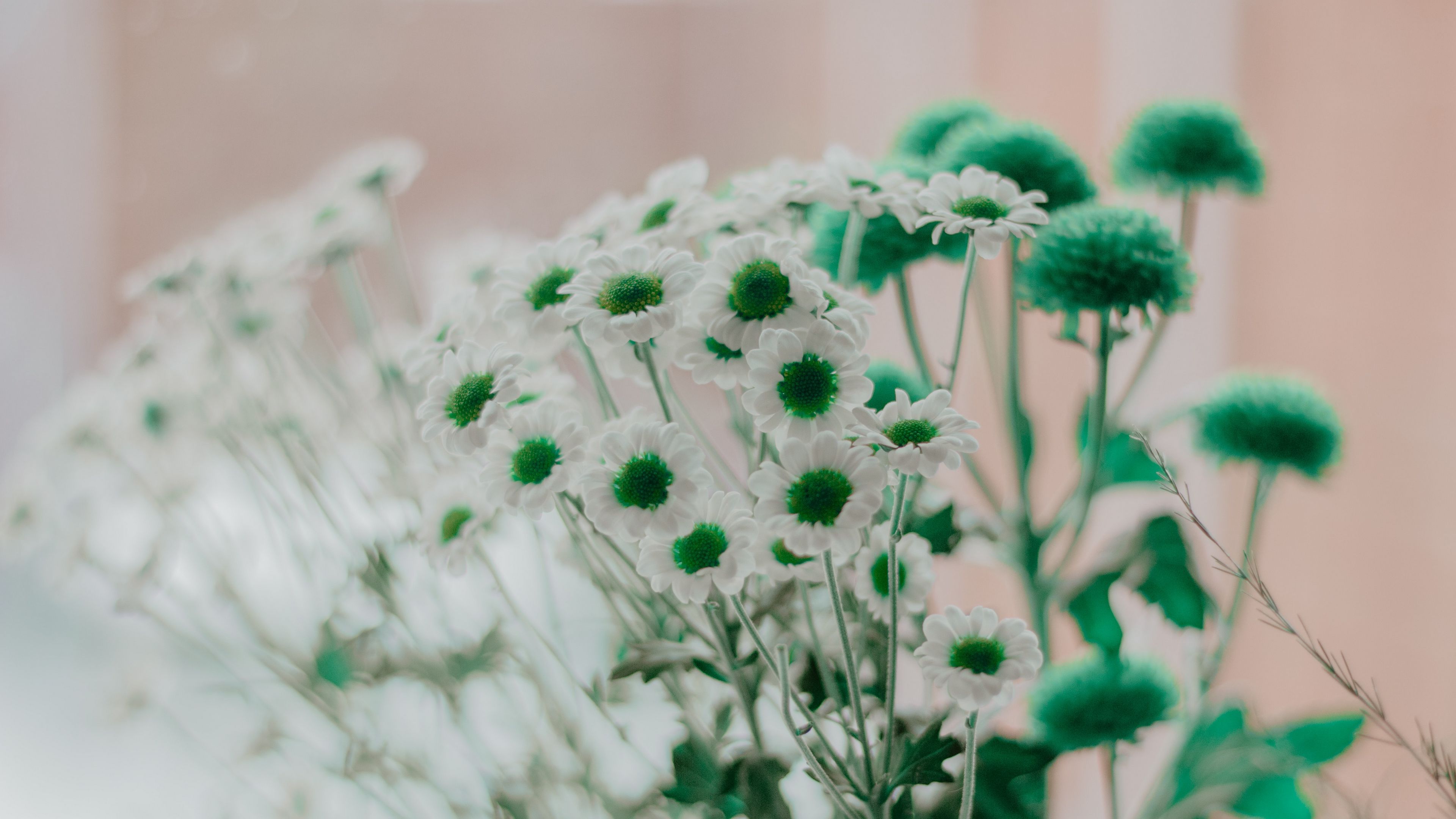 chamomile, green, white, flowers, 4k, HD Wallpaper
